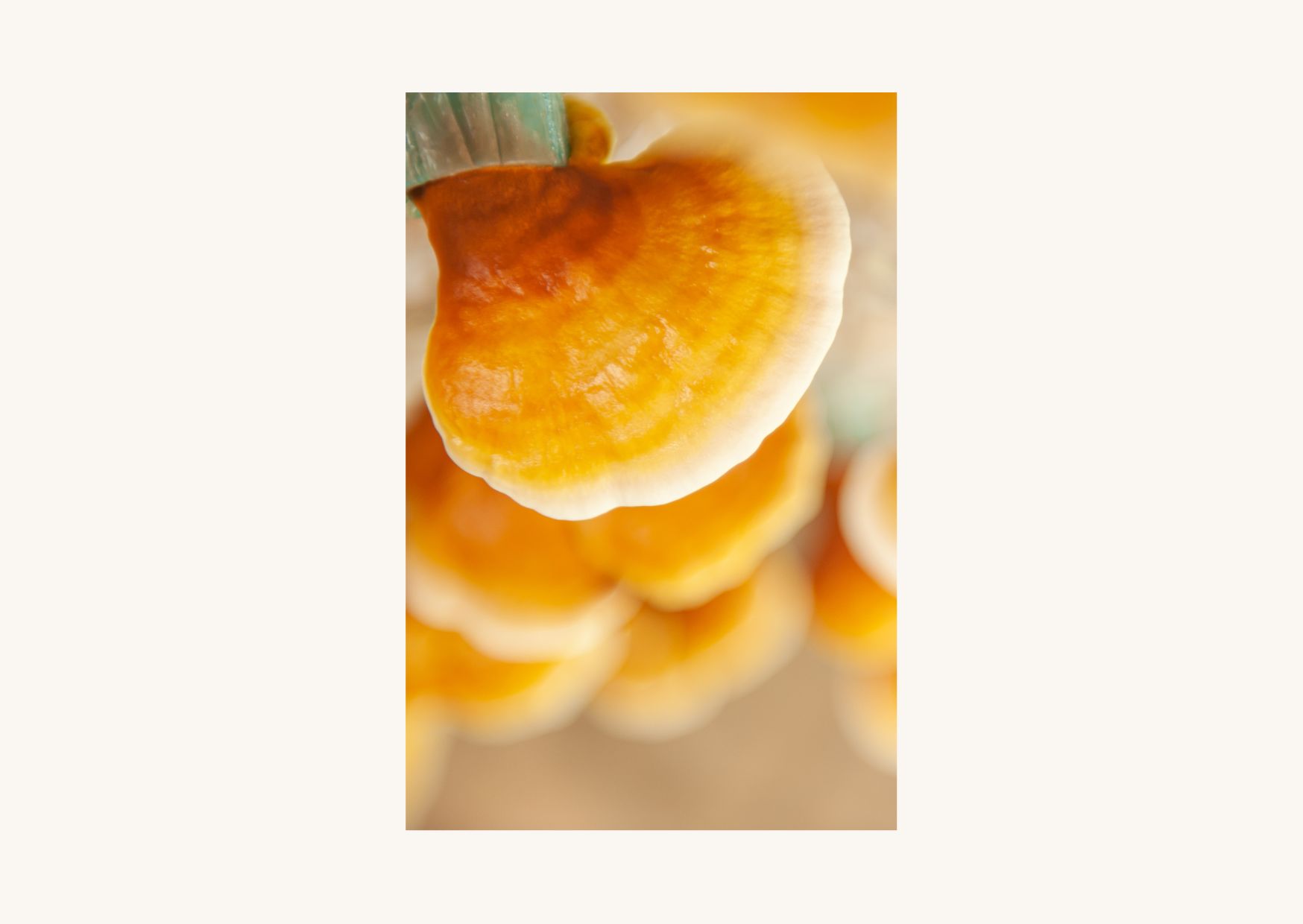 Bois de Reishi Séché