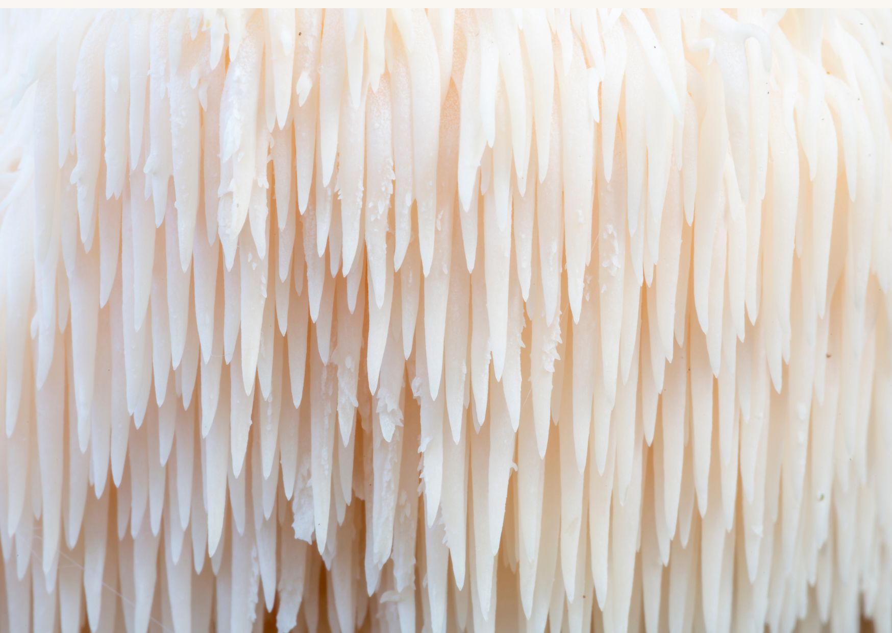 Crinière de Lion Fraîche - mini