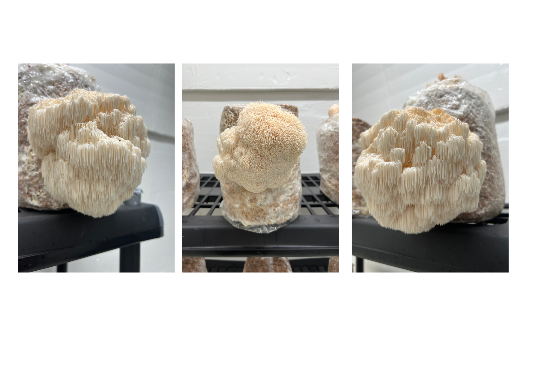 Crinière de Lion Fraîche - mini