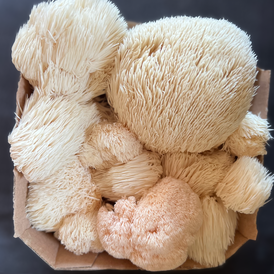 Crinière de Lion Fraîche - mini