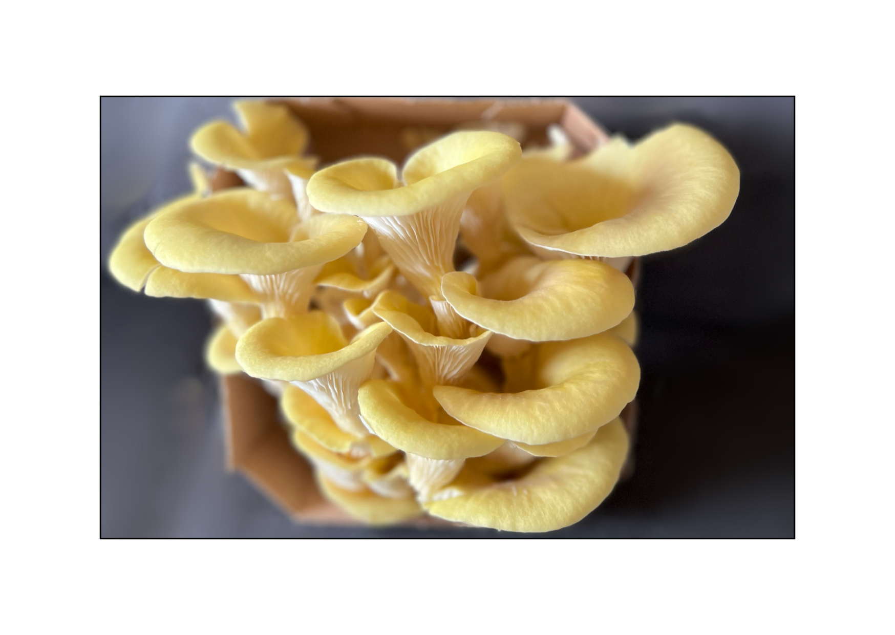  Pleurotes jaunes - 200 gr