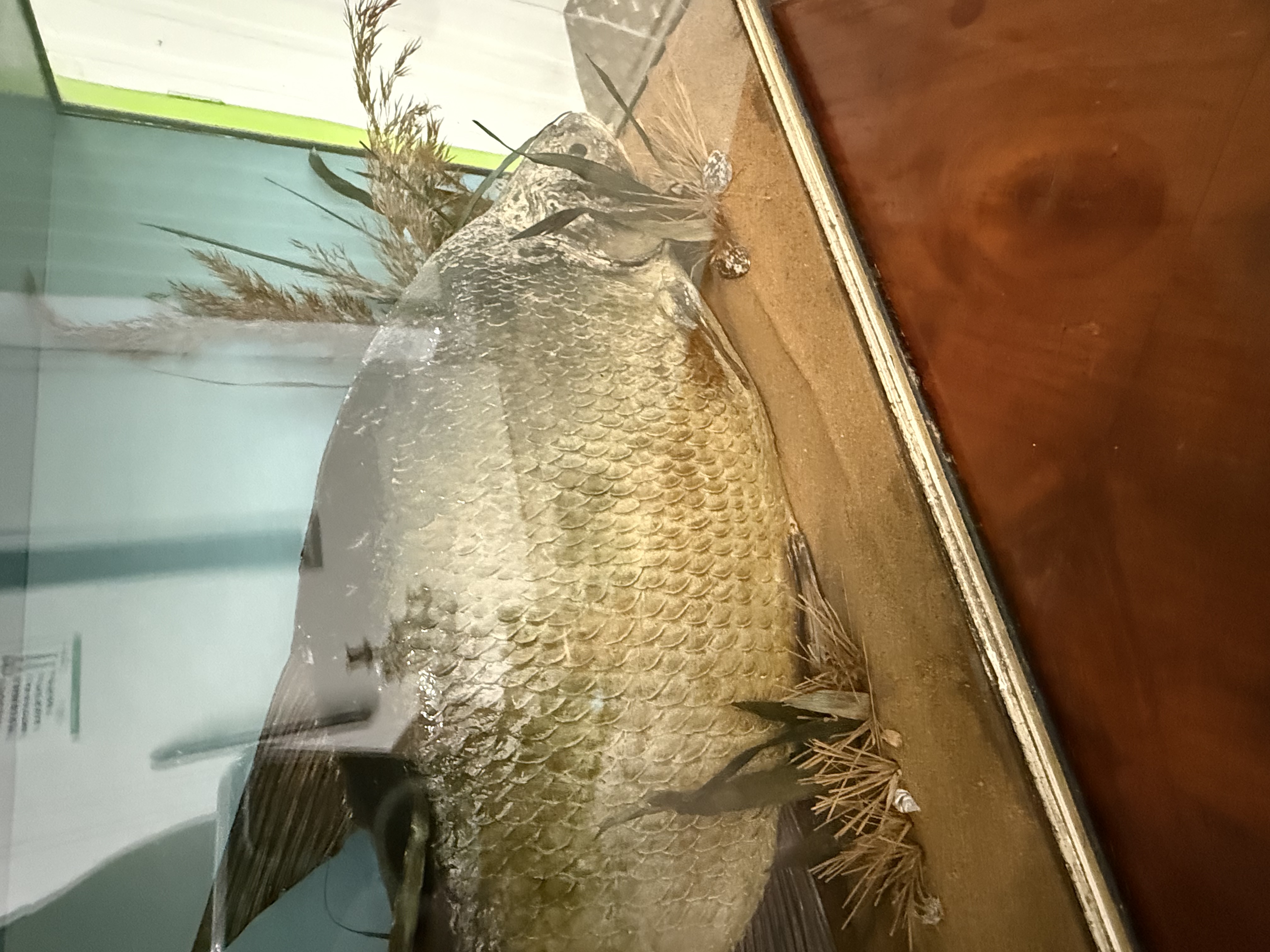 Victorian Taxidermy Fish 1893