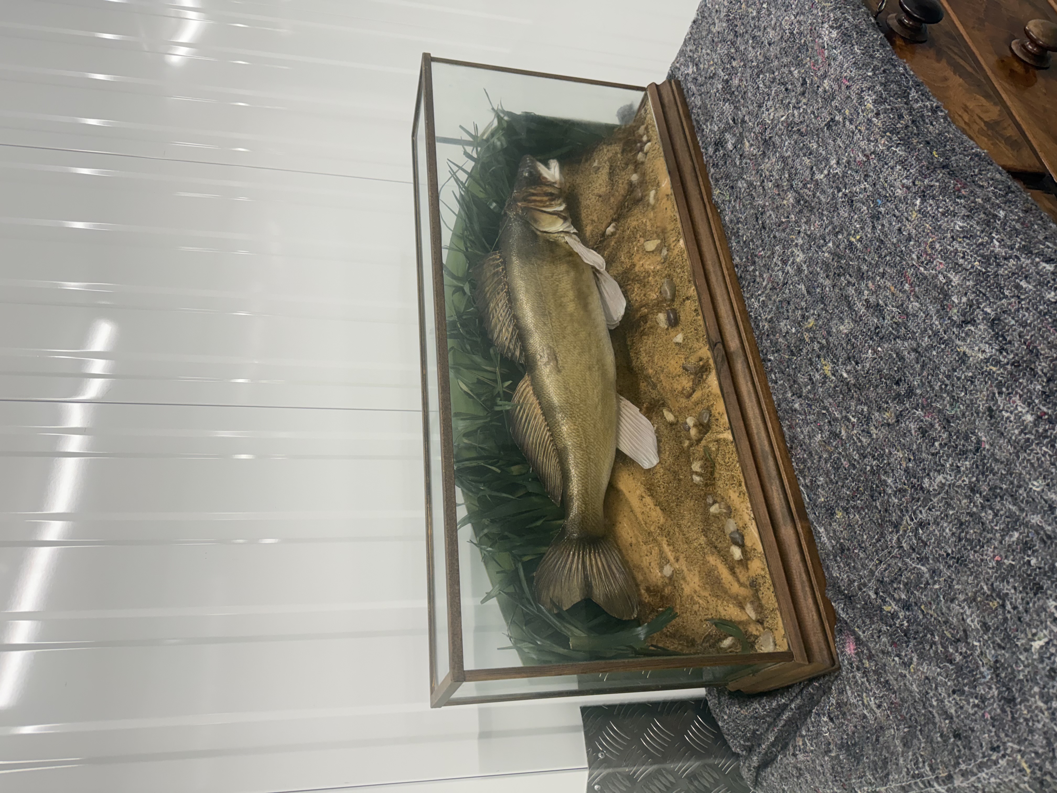 Vintage Taxidermy Zander Fish in Display Case