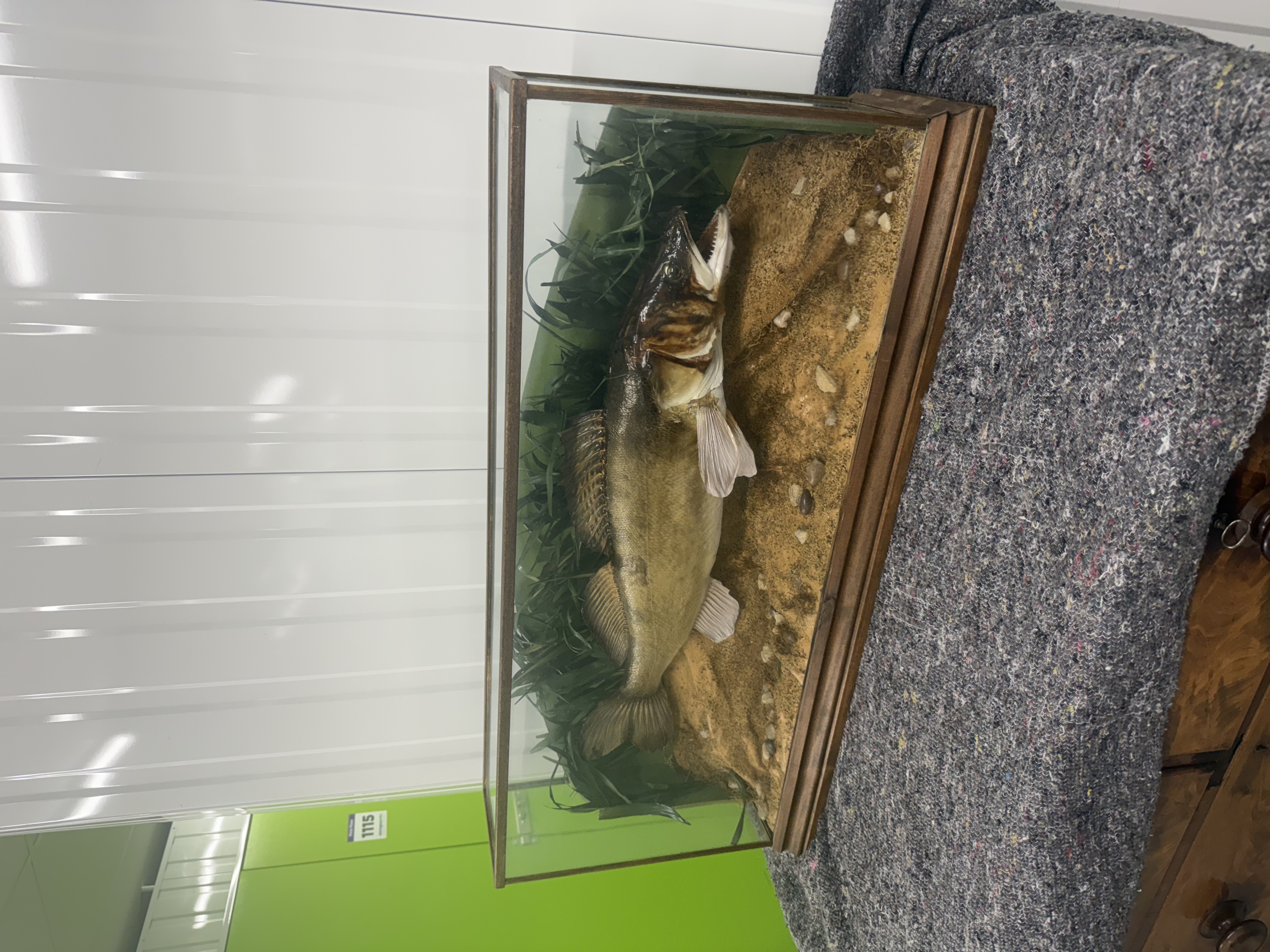 Vintage Taxidermy Zander Fish in Display Case