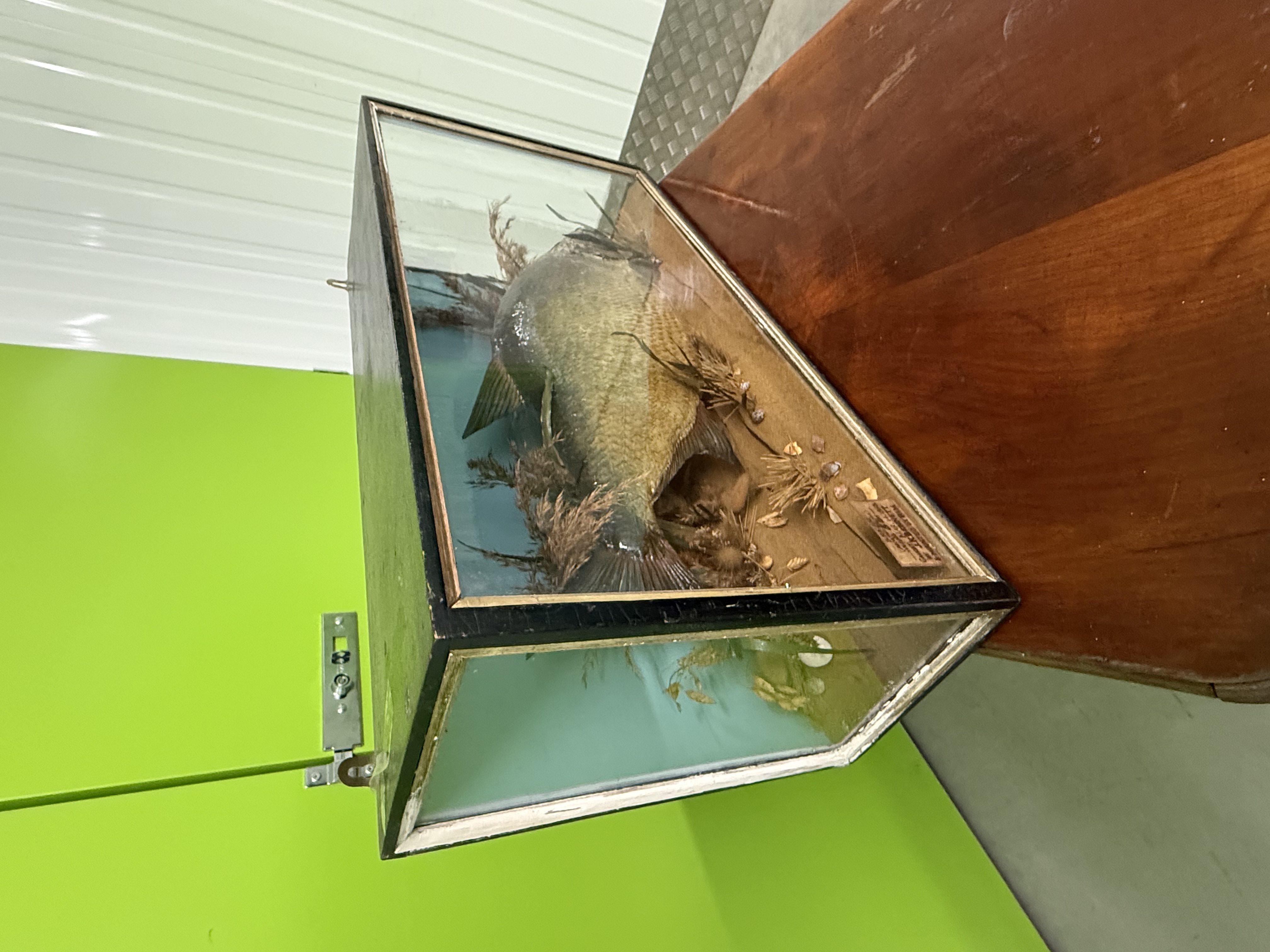 Victorian Taxidermy Fish 1893