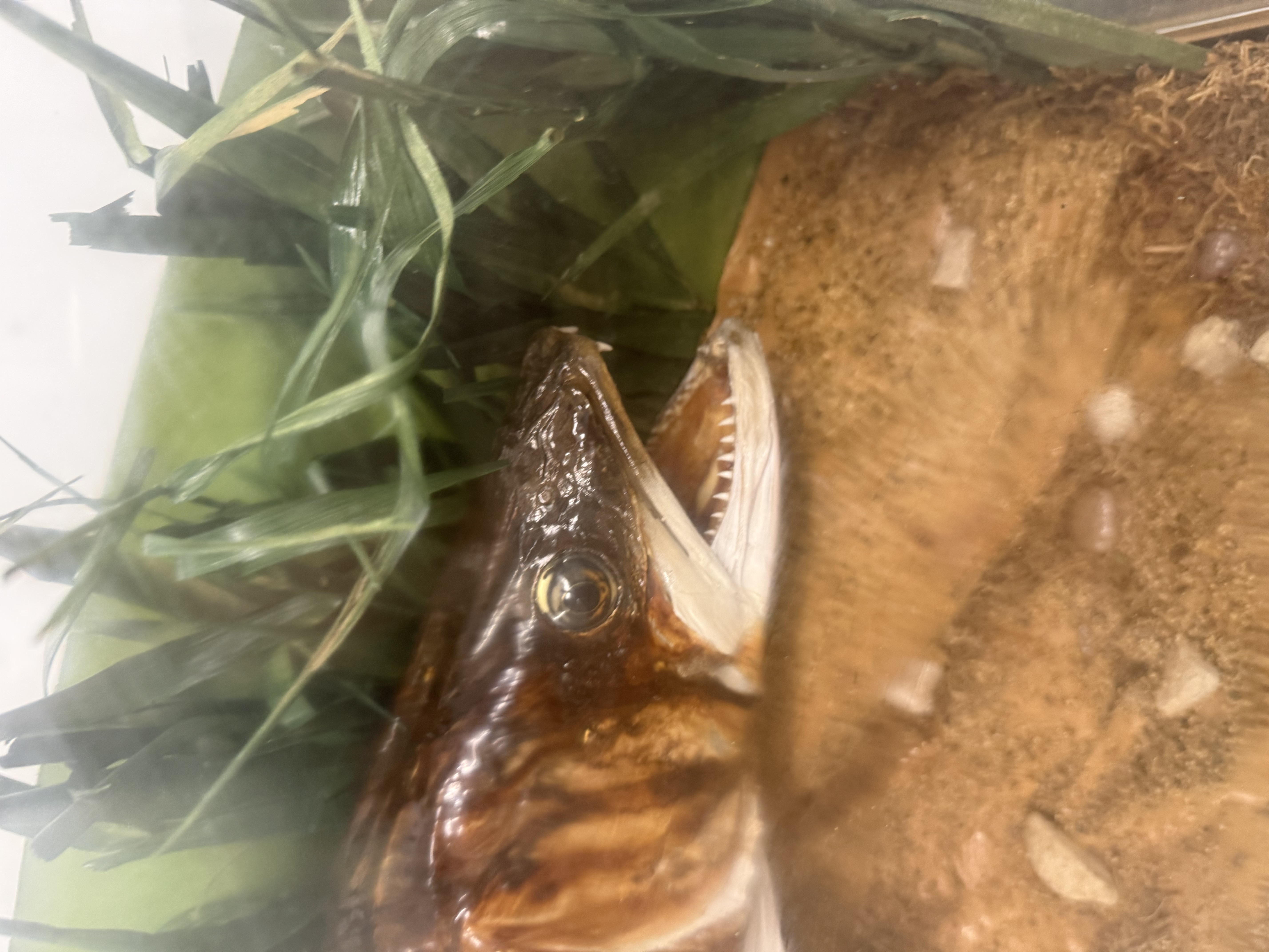 Vintage Taxidermy Zander Fish in Display Case