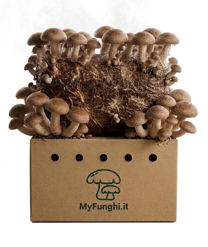 Shiitake
