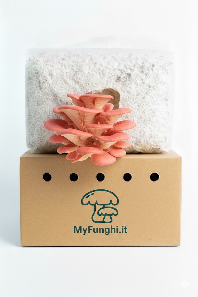 Blocchi di substrato di funghi sterilizzati e inoculati