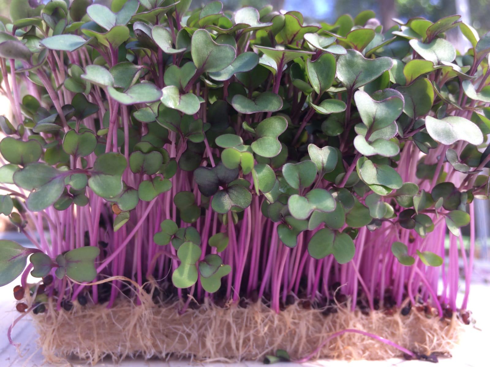 Micro pousse de Radis