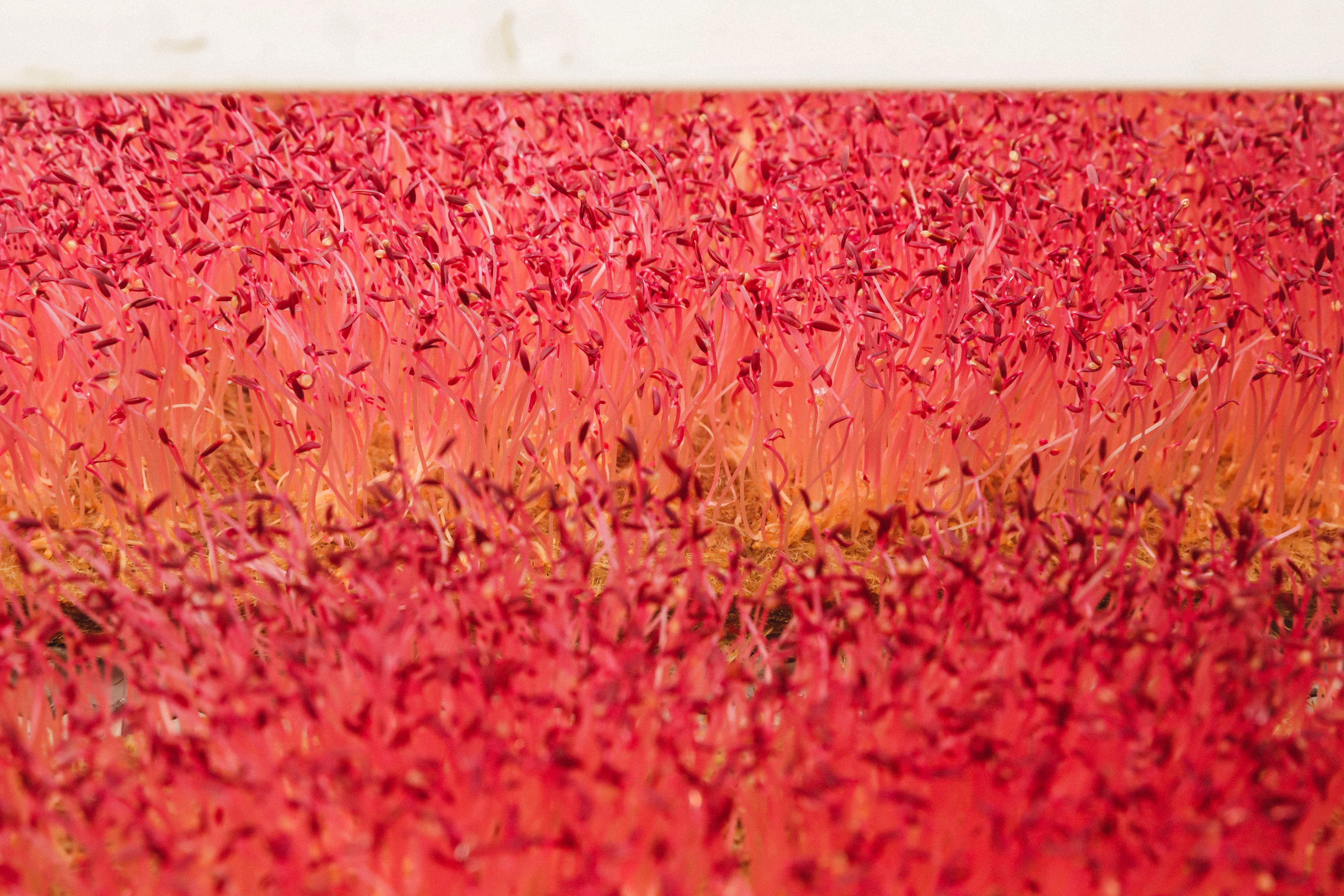 Micro pousse d'Amarante