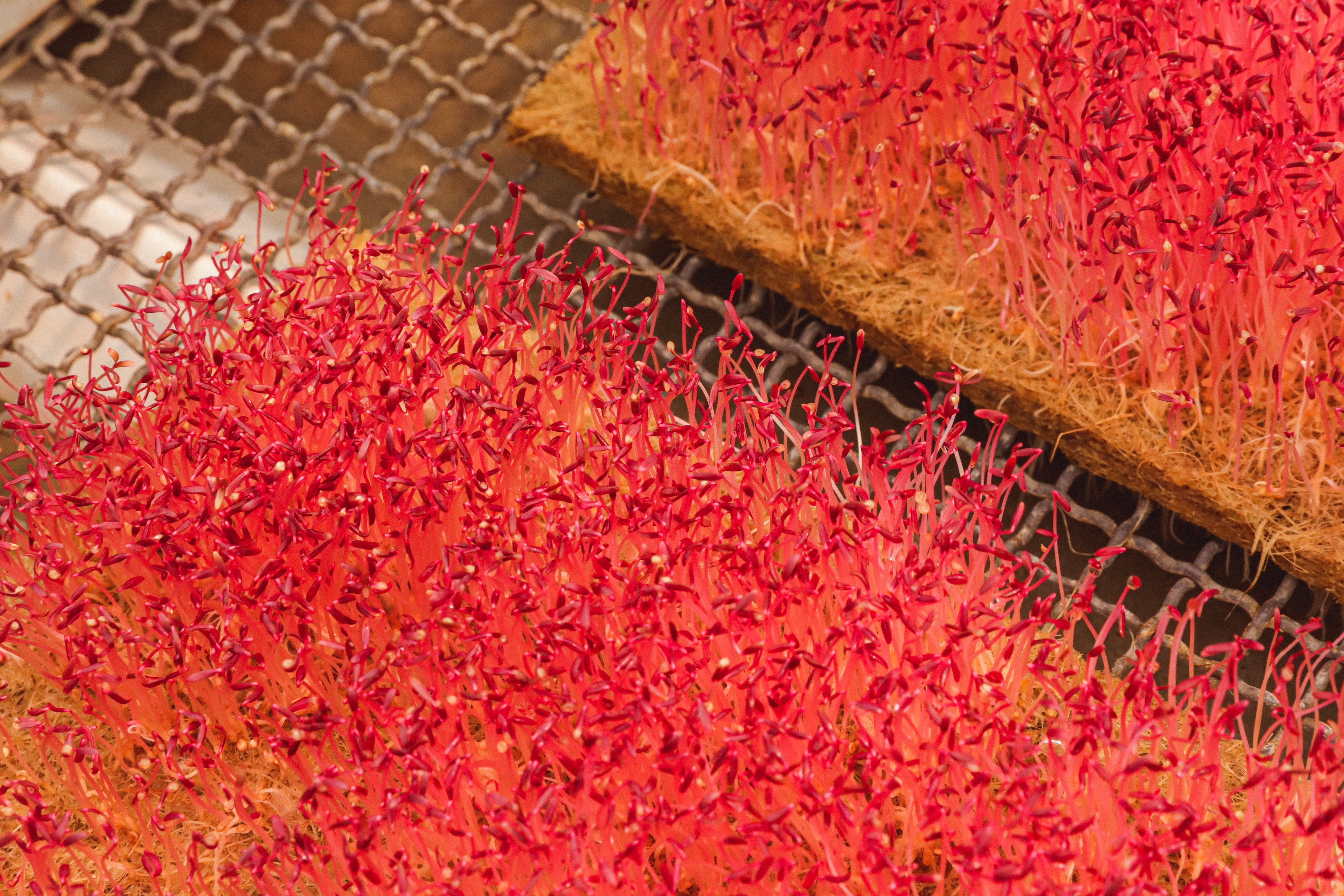 Micro pousse d'Amarante