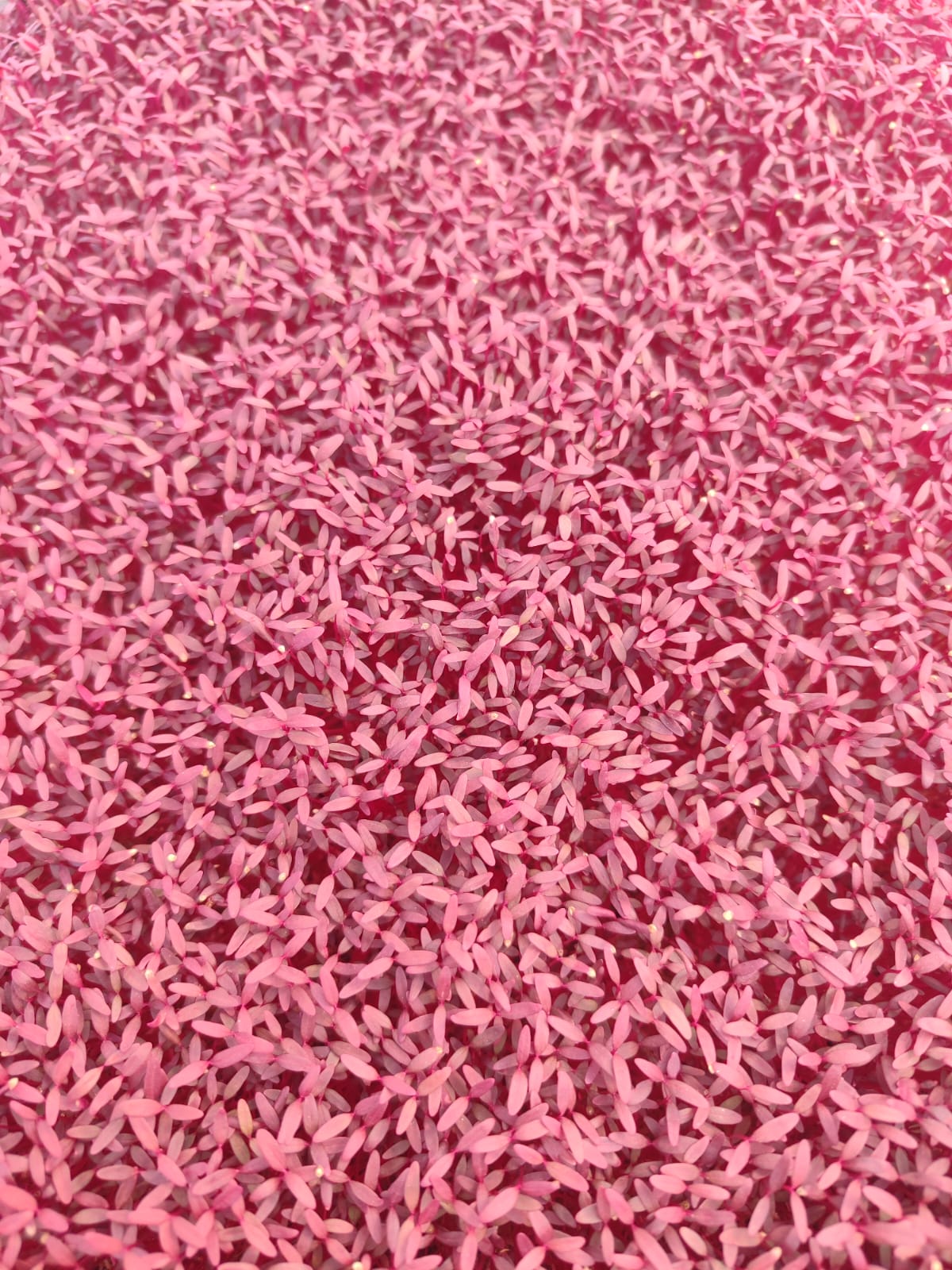 Micro pousse d'Amarante