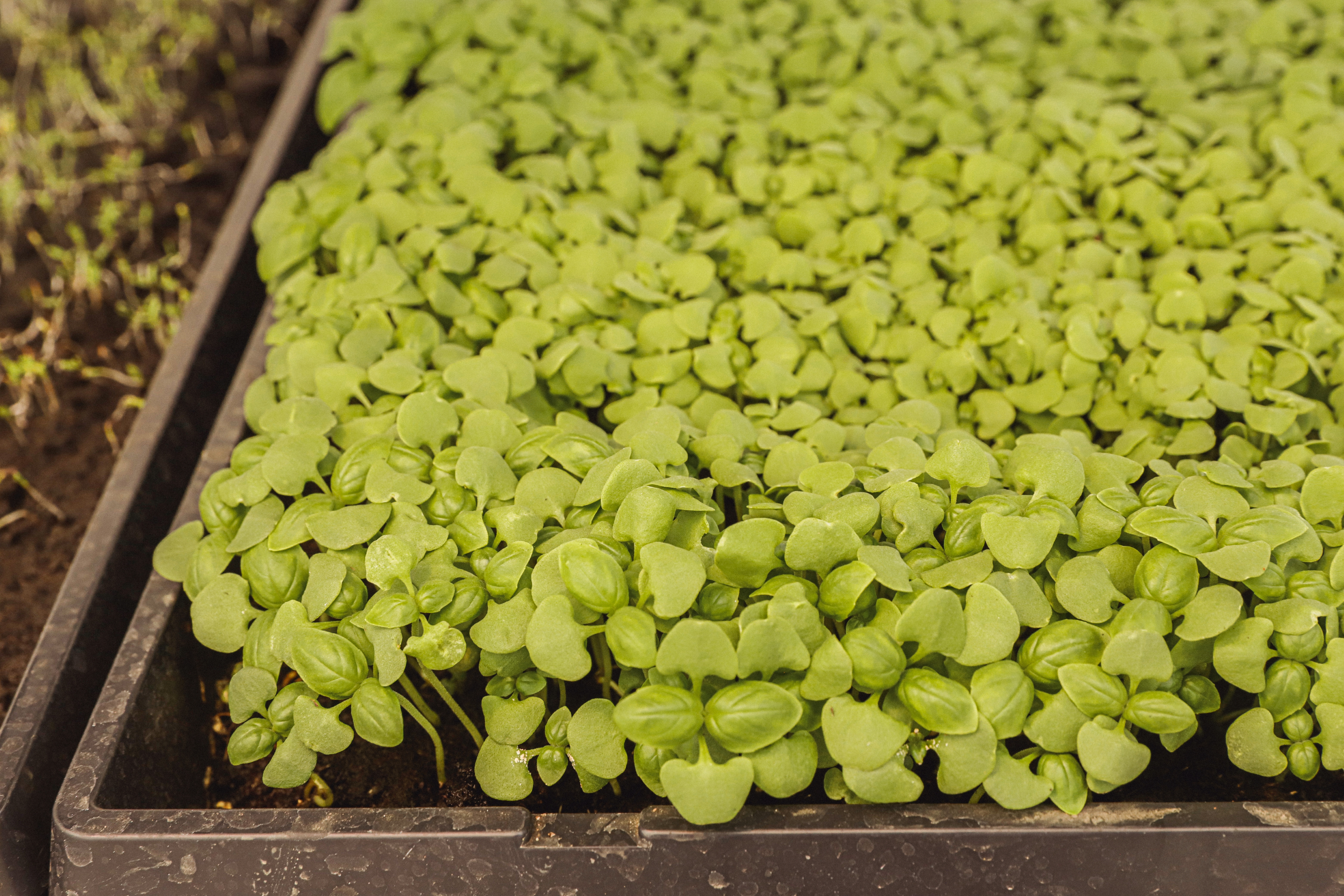 Micro pousse de Basilic Vert