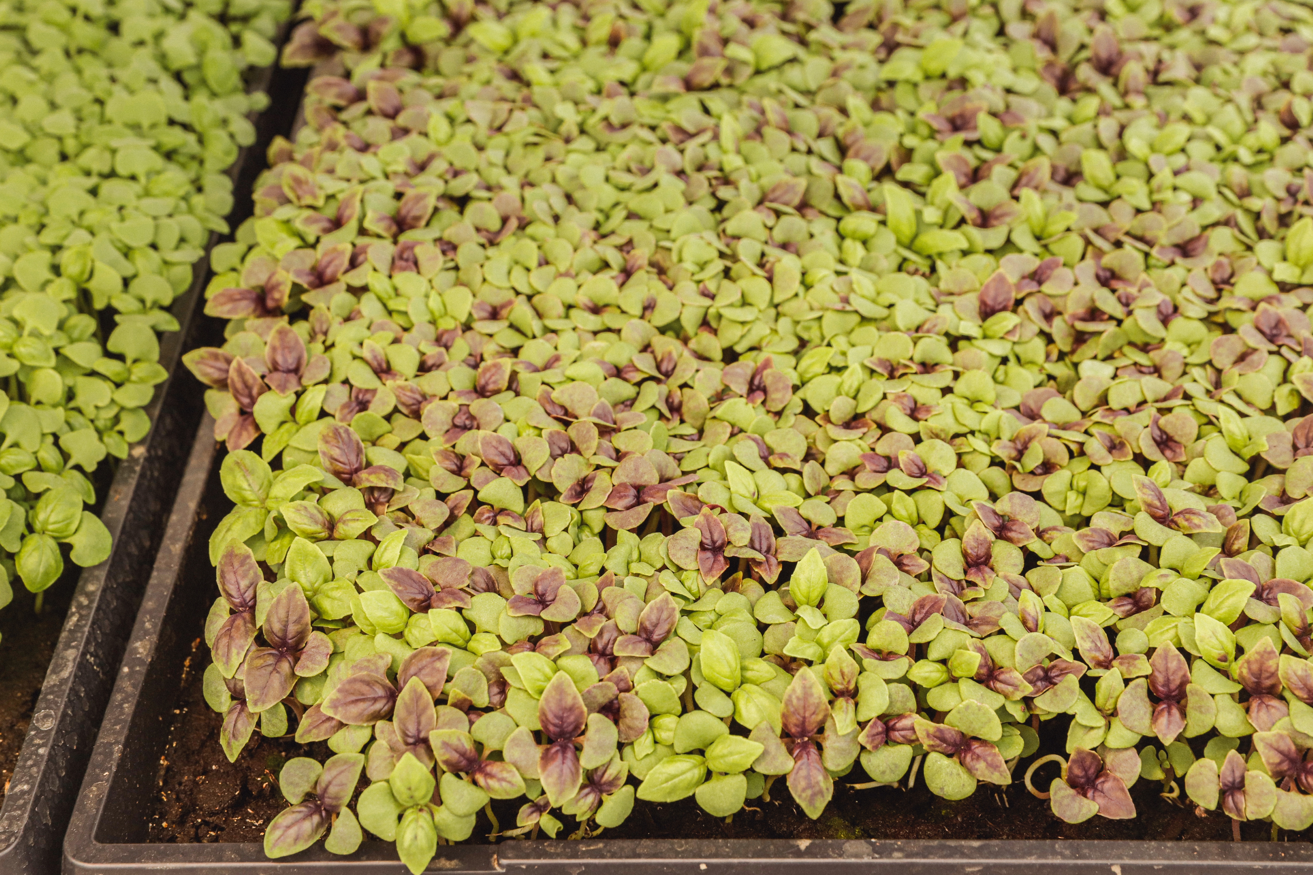 Micro pousse de Basilic Pourpre