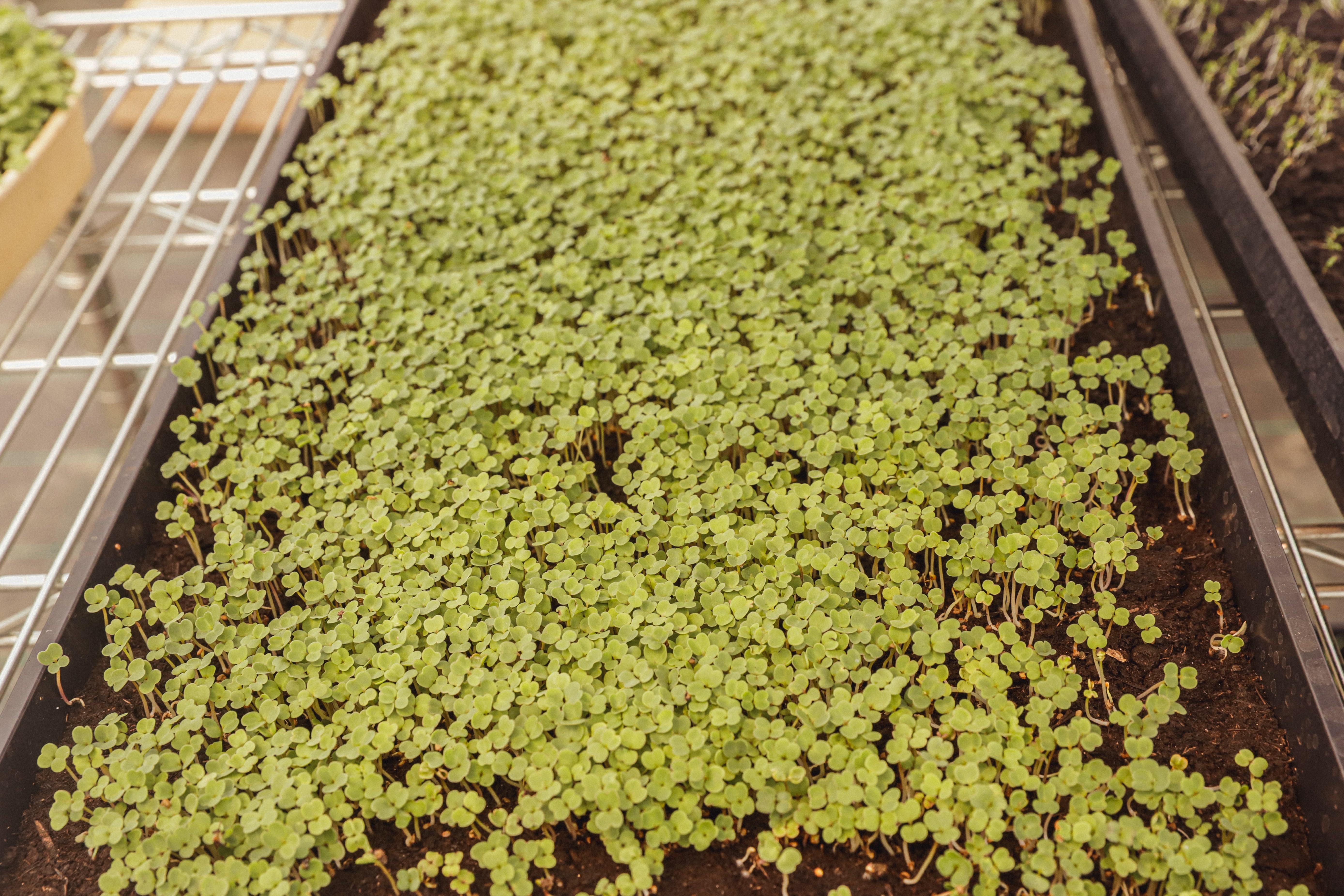 Micro pousse de Roquette