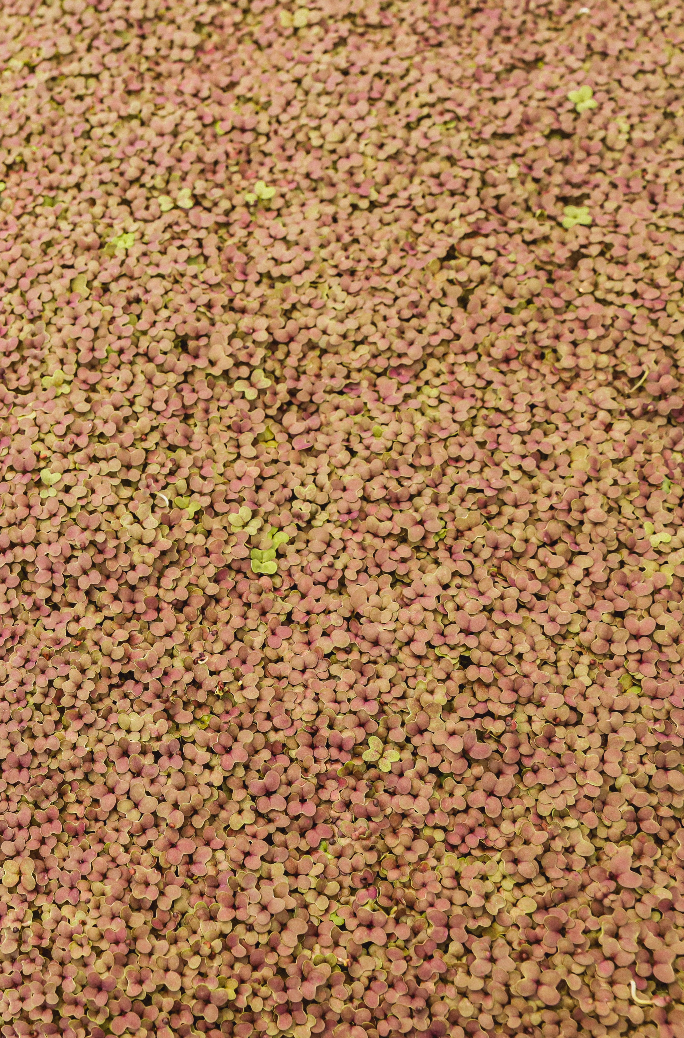 Micro pousse de Moutarde