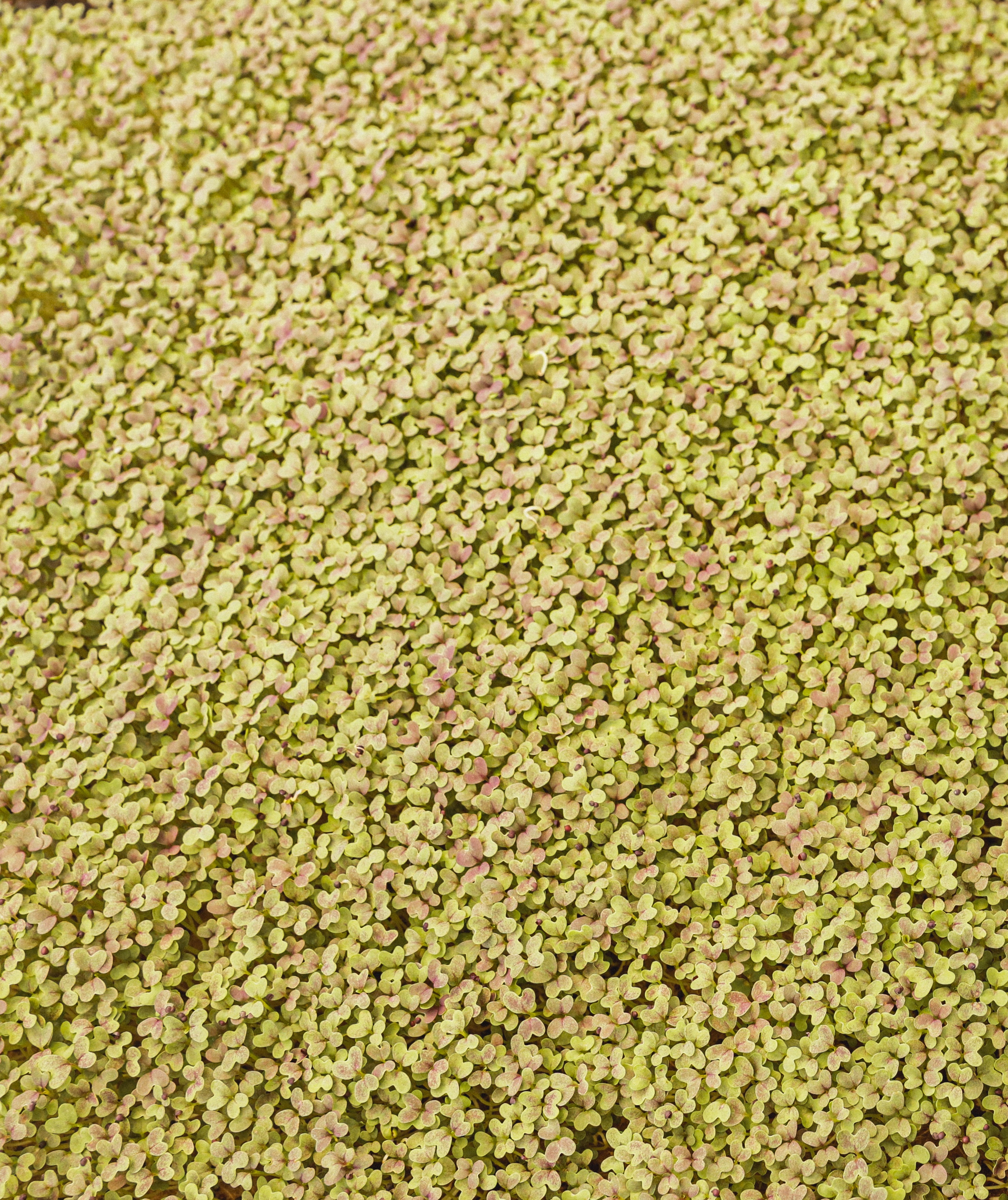 Micro pousse de Mizuna (Moutarde Japonaise)