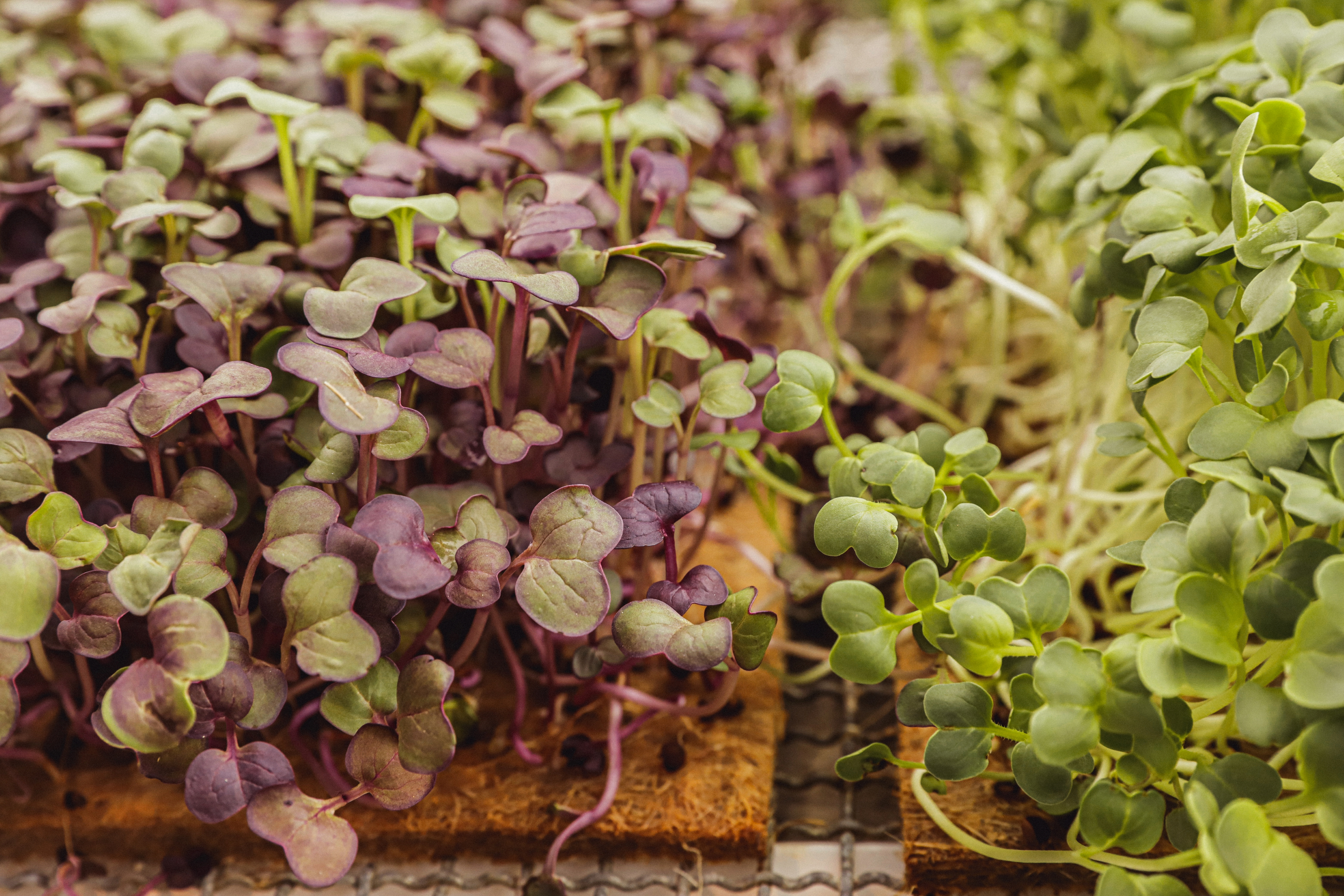 Micro pousse de Radis