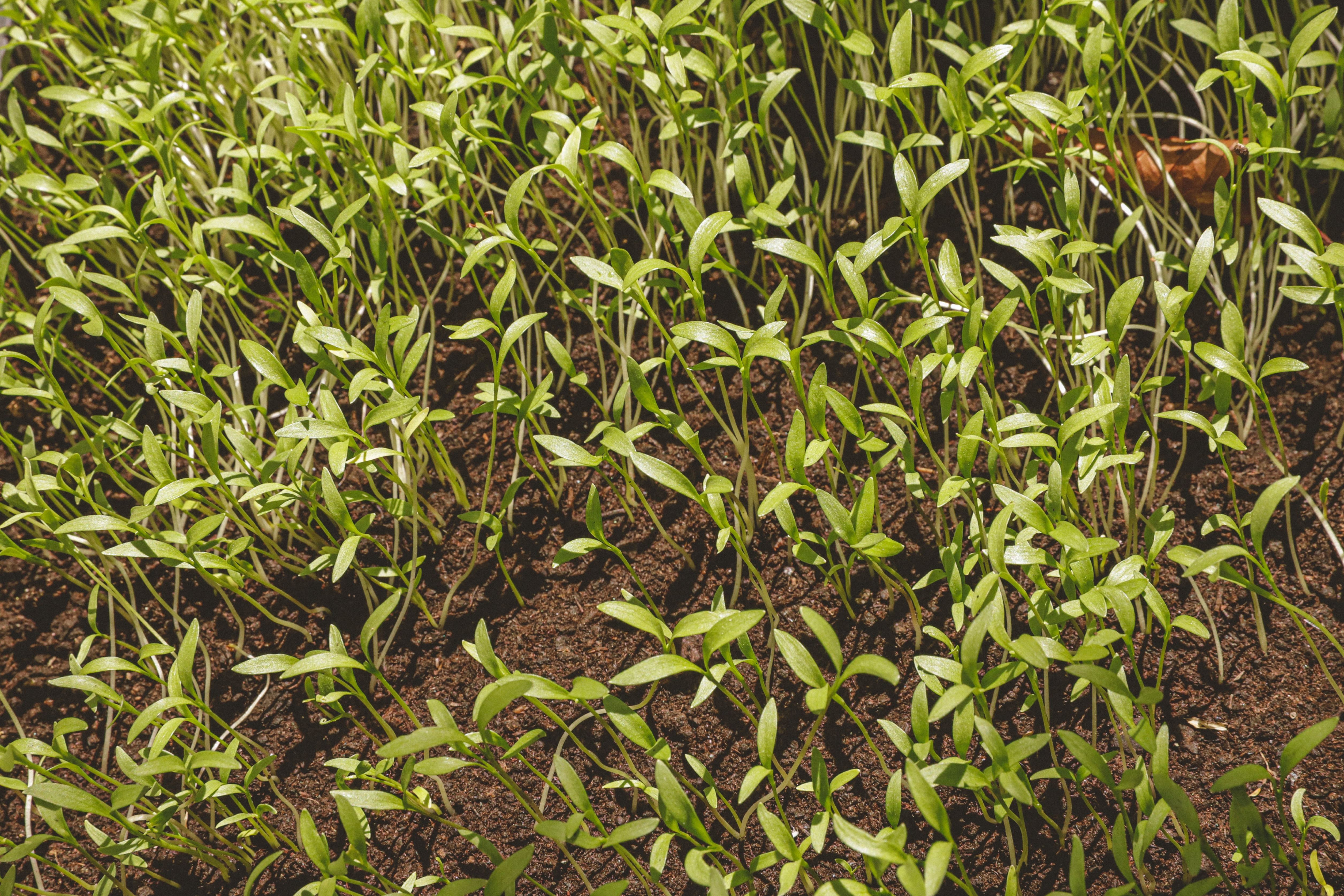 Micro pousse de Coriandre