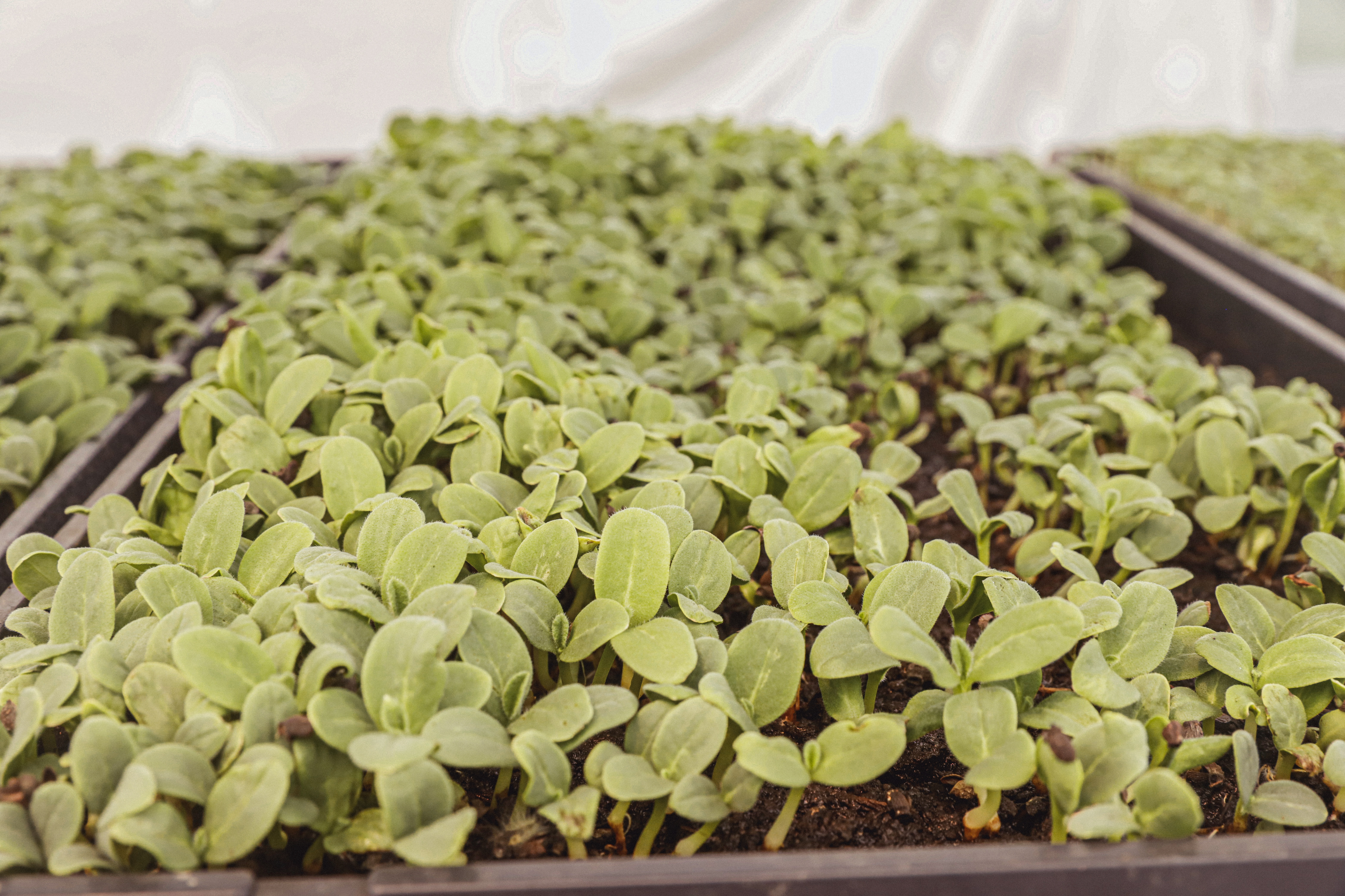 Micro pousse de Bourrache