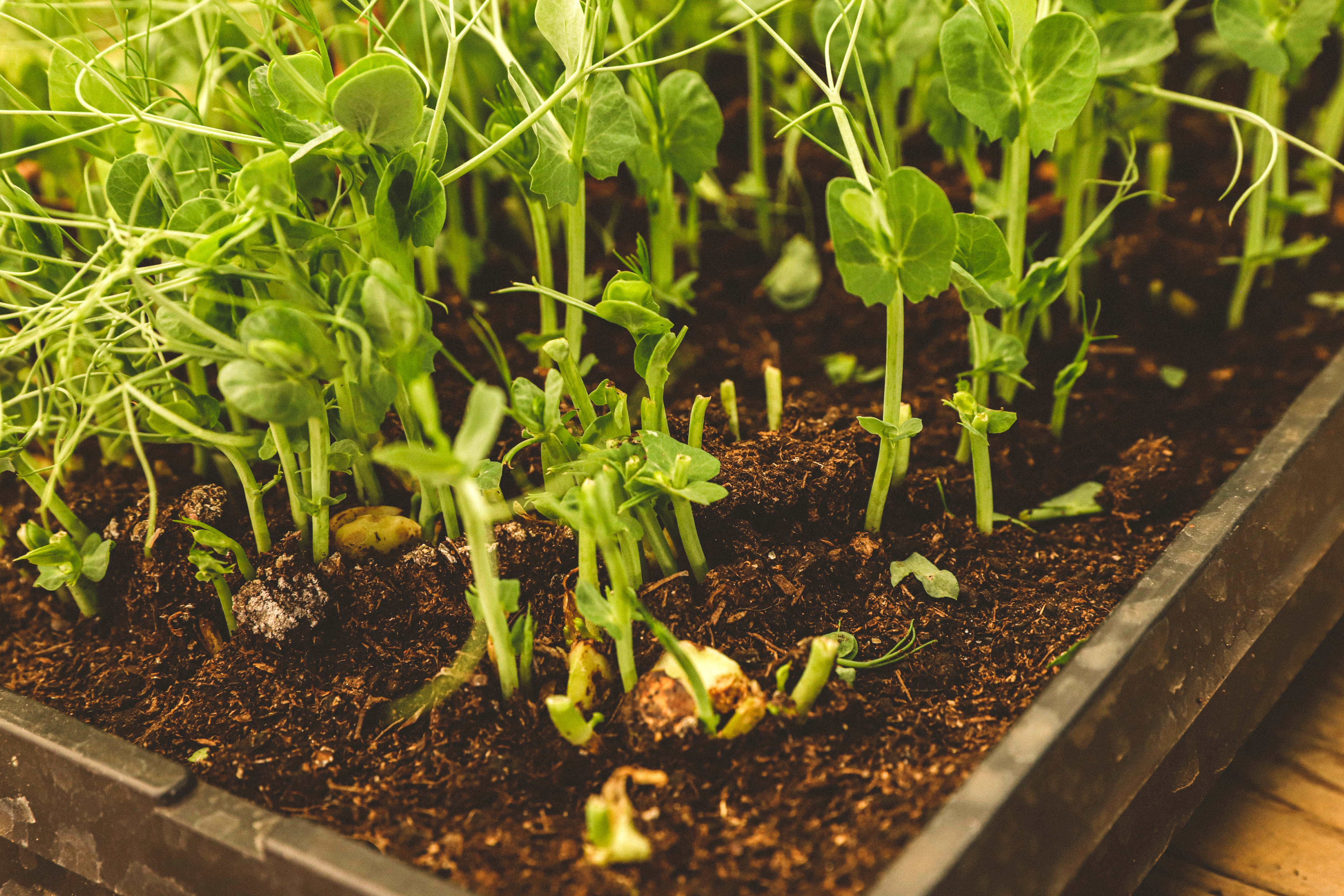 Micro pousse de Petit Pois