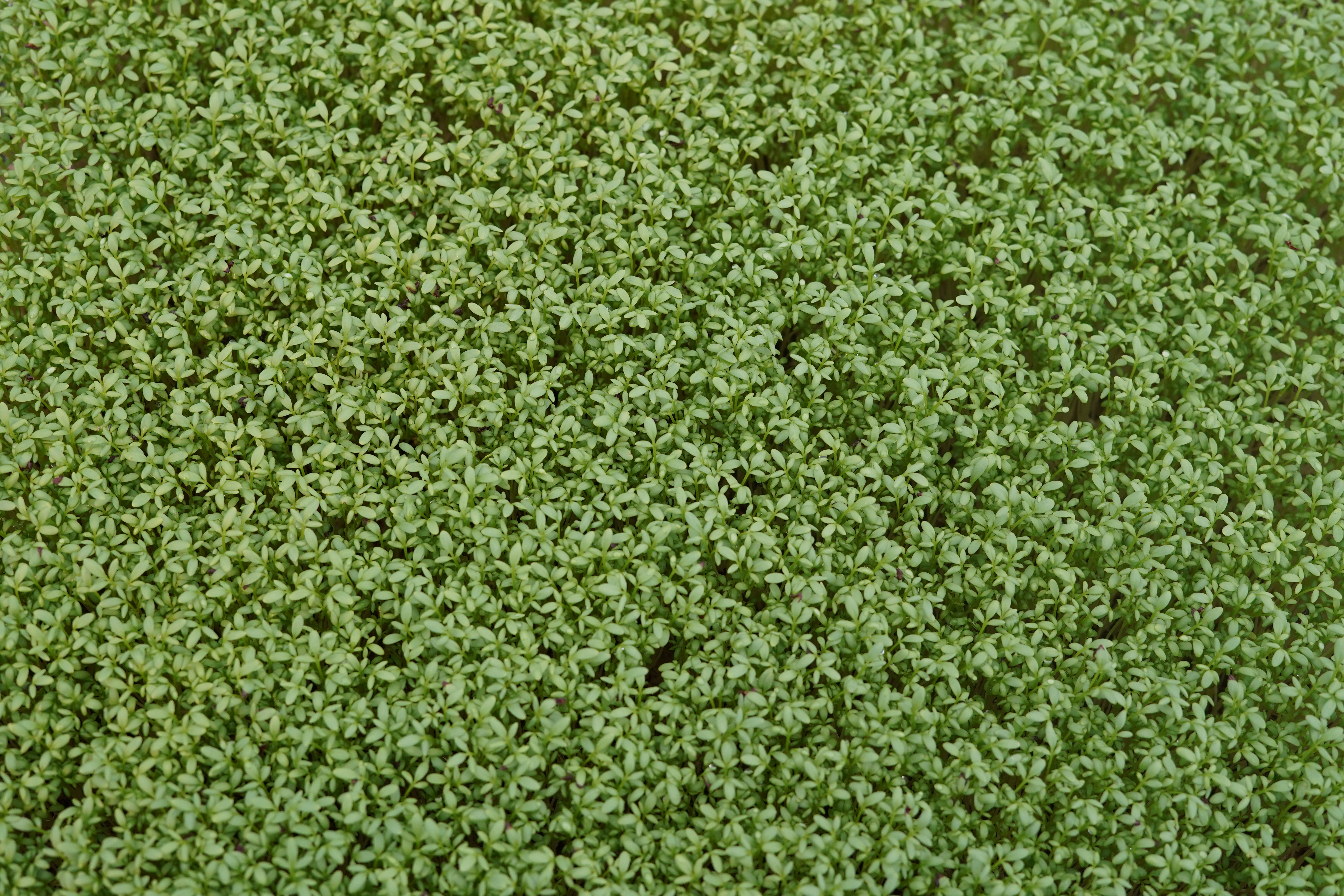 Micro pousse de Cresson