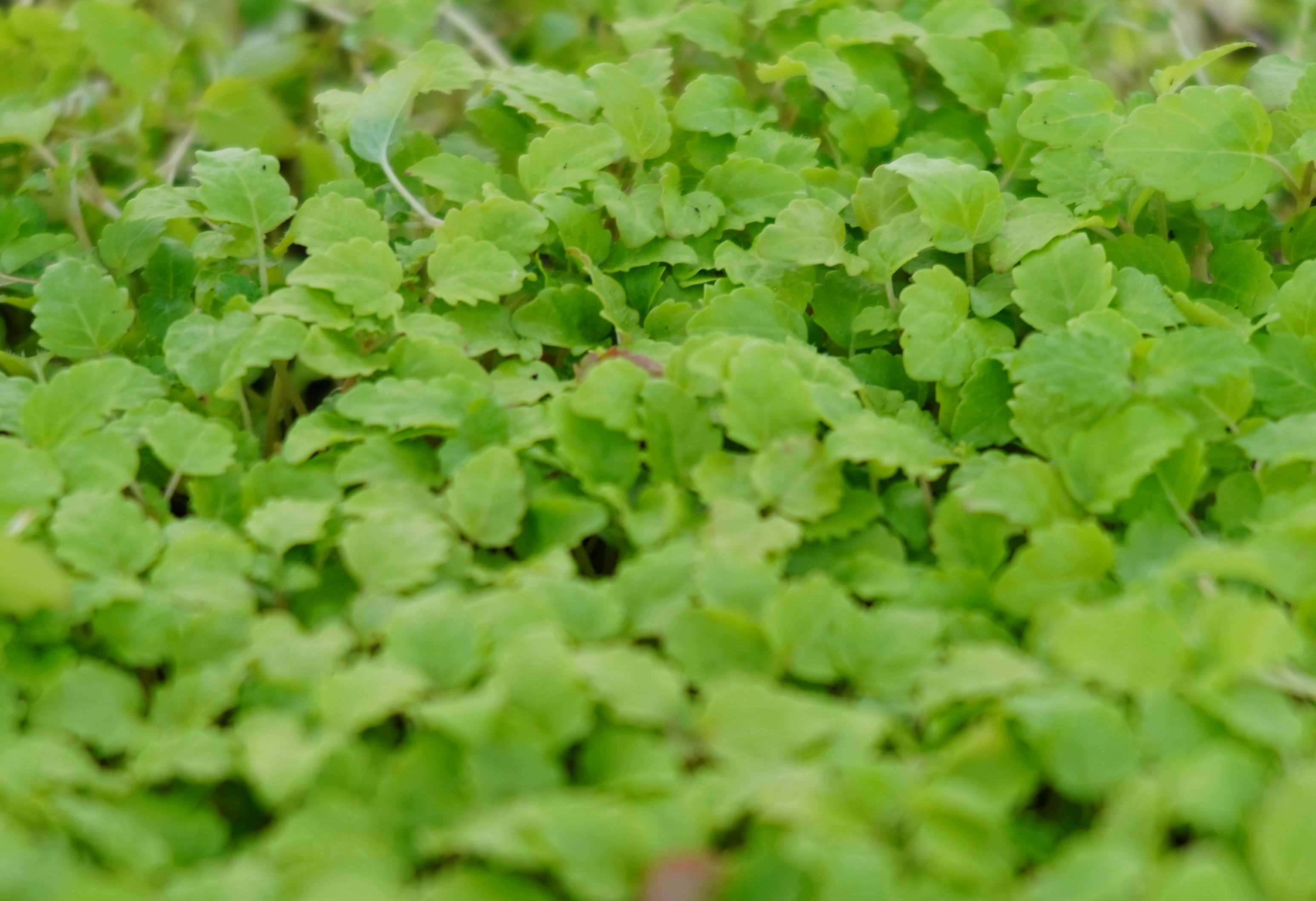 Micro pousse de Mélisse