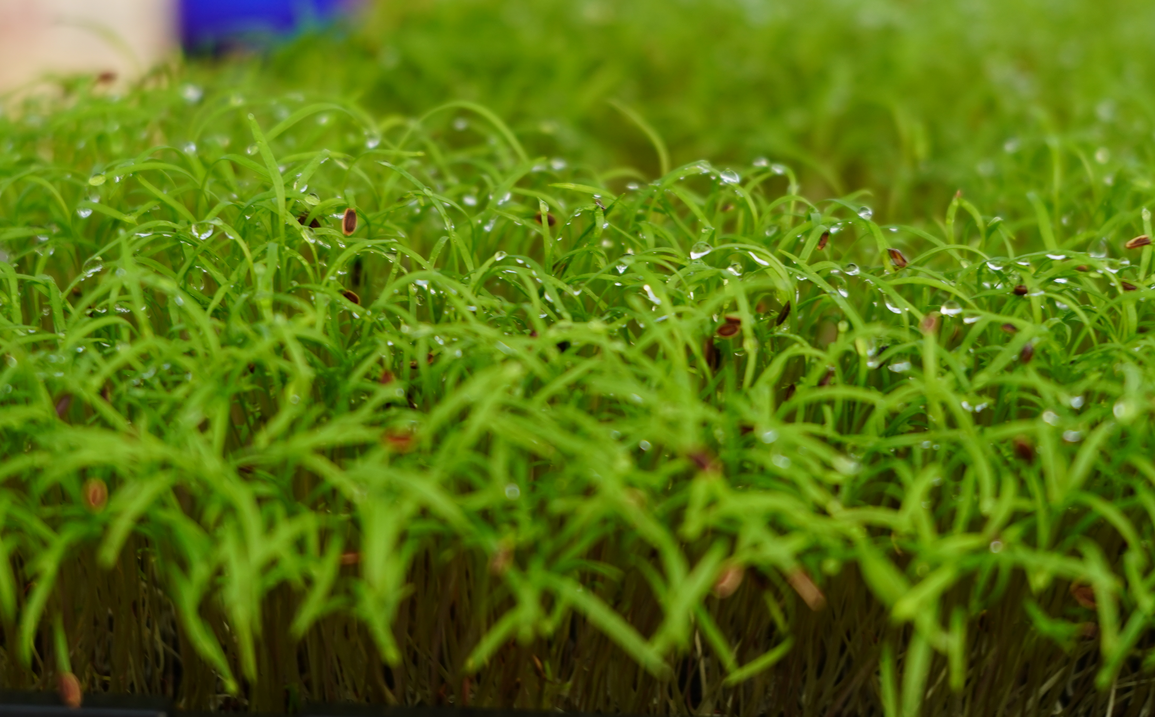 Micro pousse d'Aneth