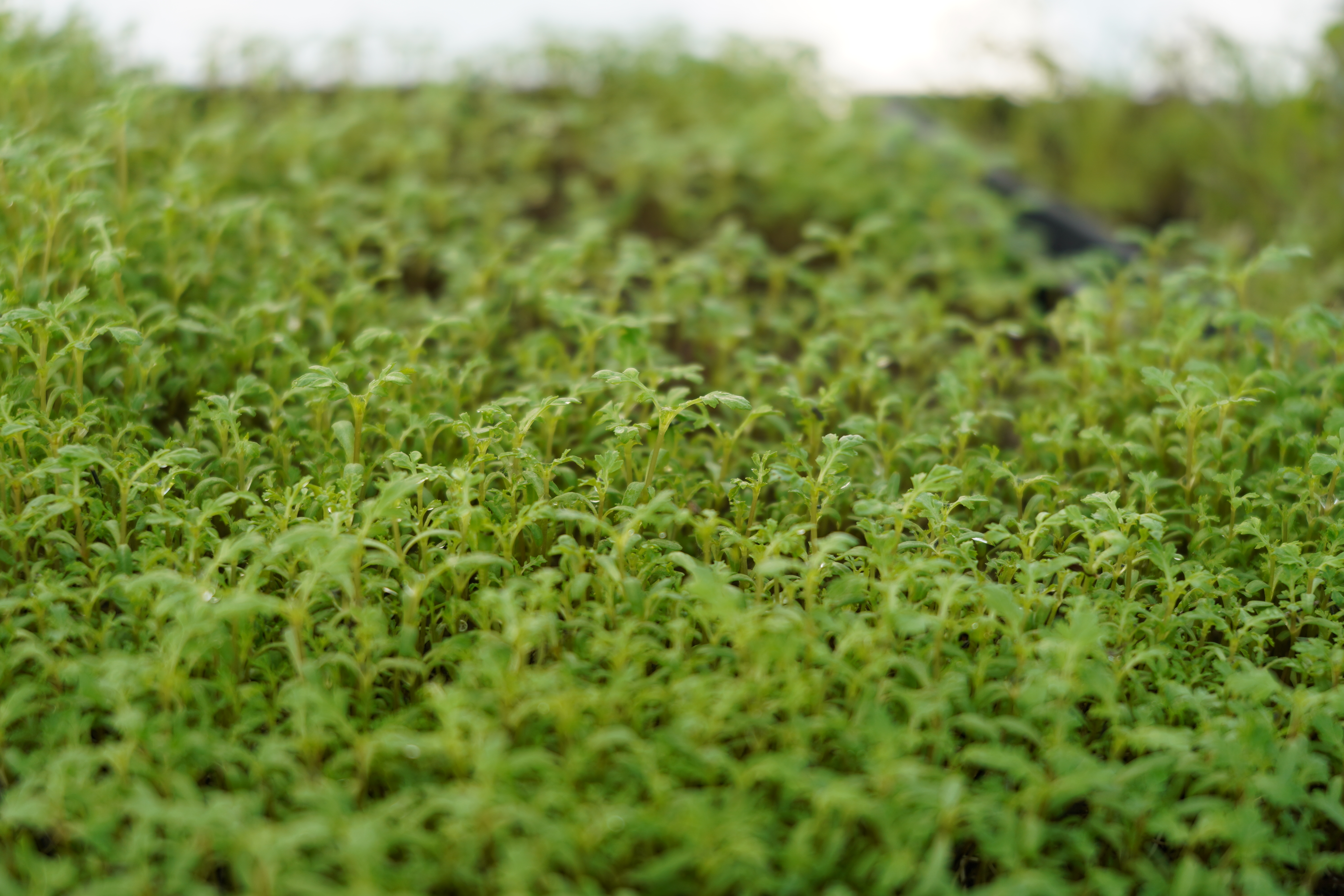 Micro pousse de Tagète