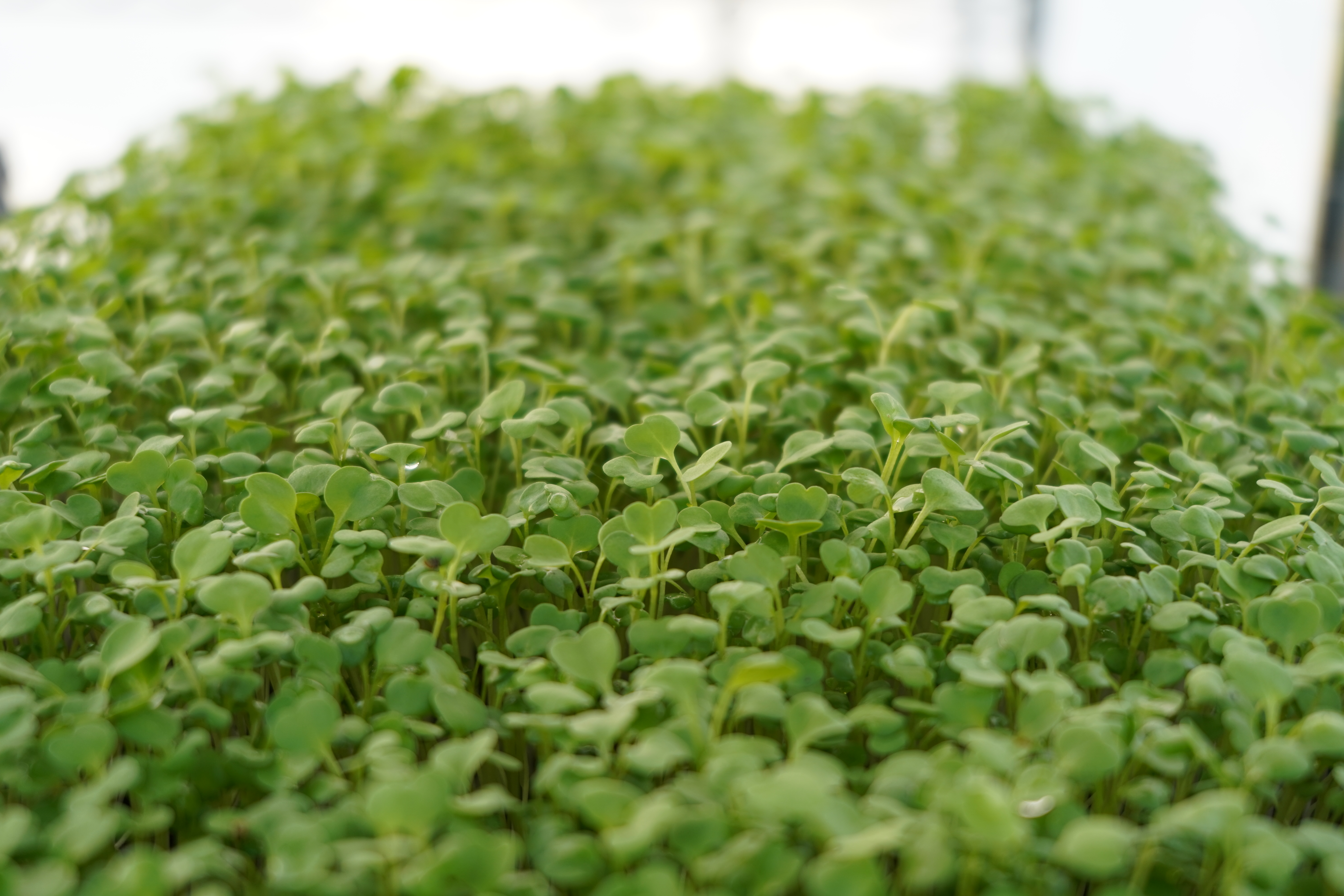 Micro pousse de Pak Choi