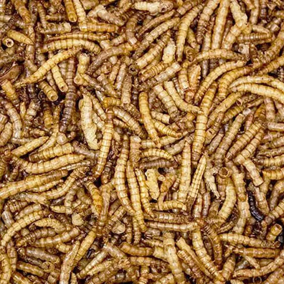 Dried Mealworms