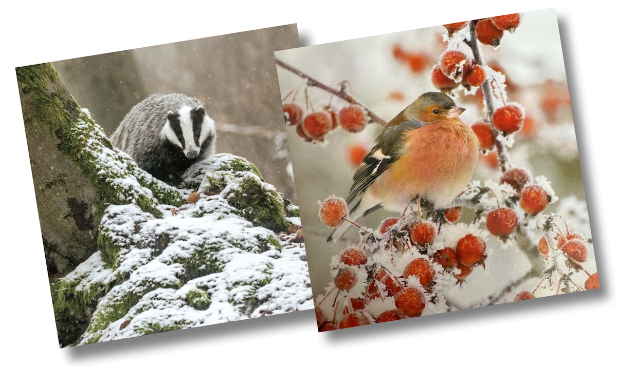 Christmas Card Pack of 10 (2 designs in each pack) - 5 different pack designs