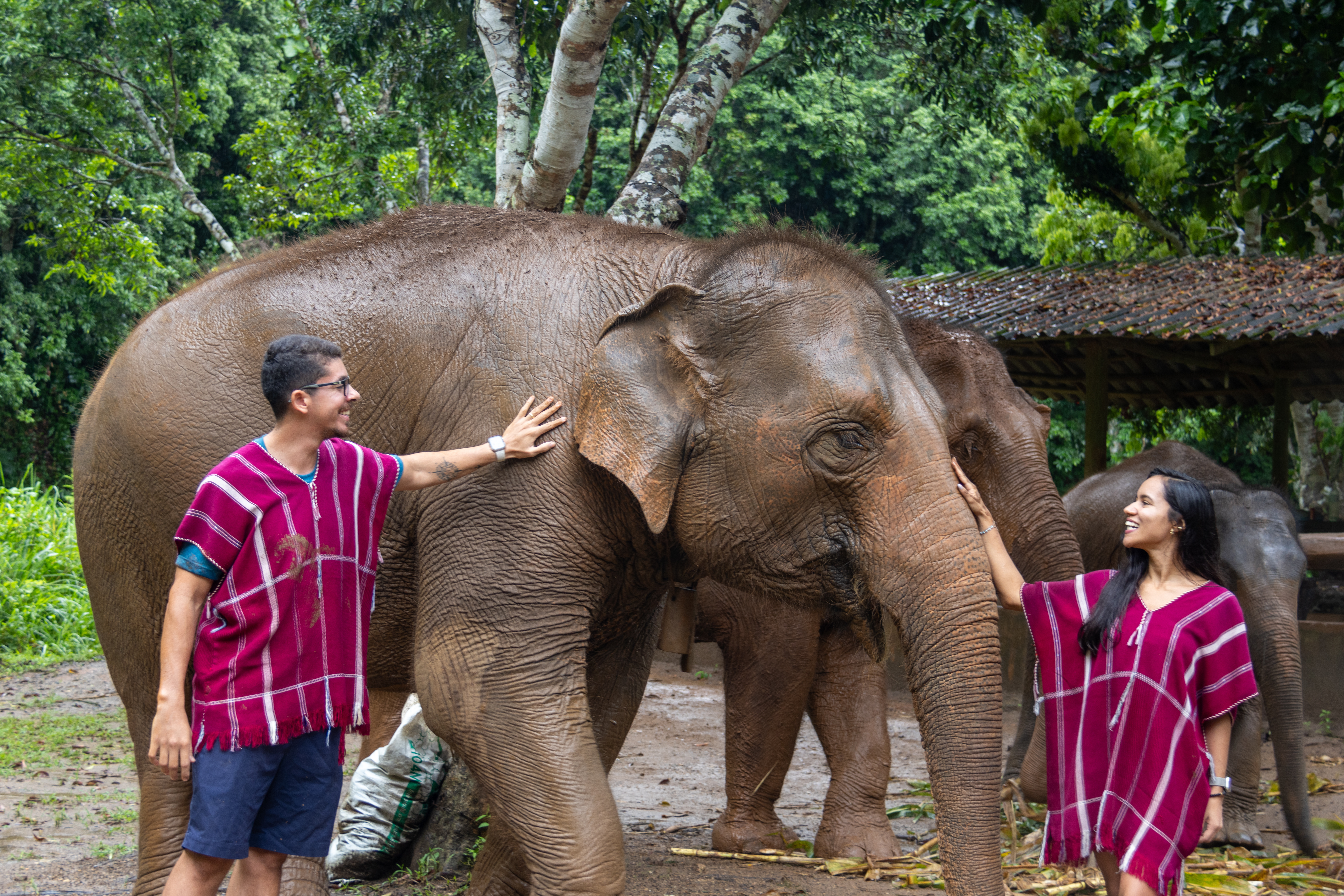 Santuário de elefantes Chiang Mai (Opção em português de Nov a Dez 2025)