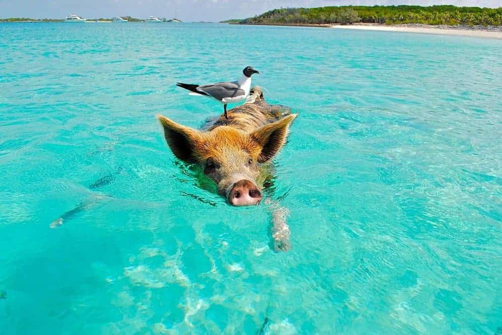 Ilha dos Corais e dos Porcos