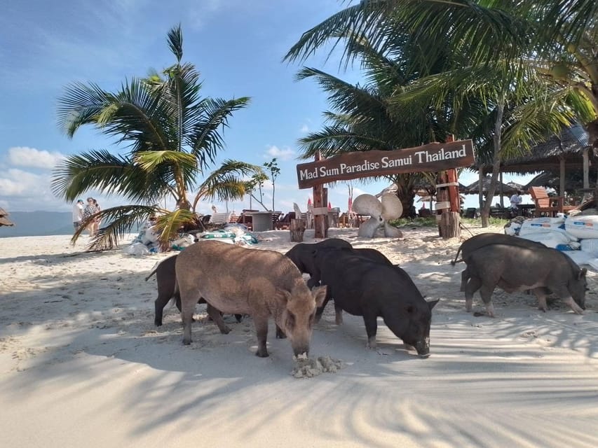 Ilha dos Corais e dos Porcos