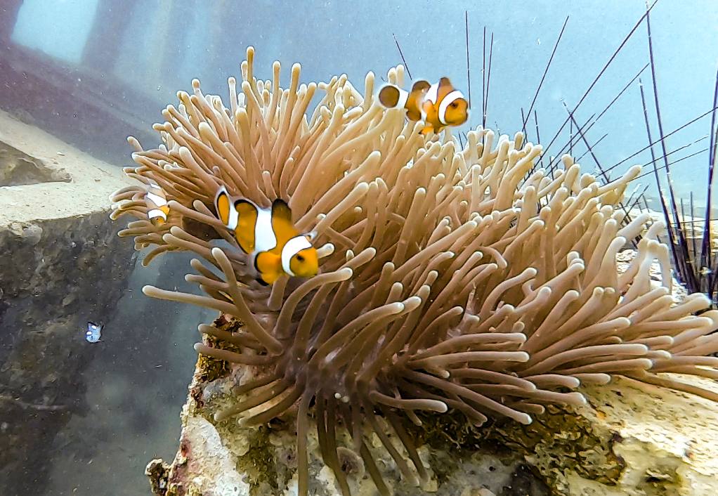 Mergulho de batismo em Phi Phi