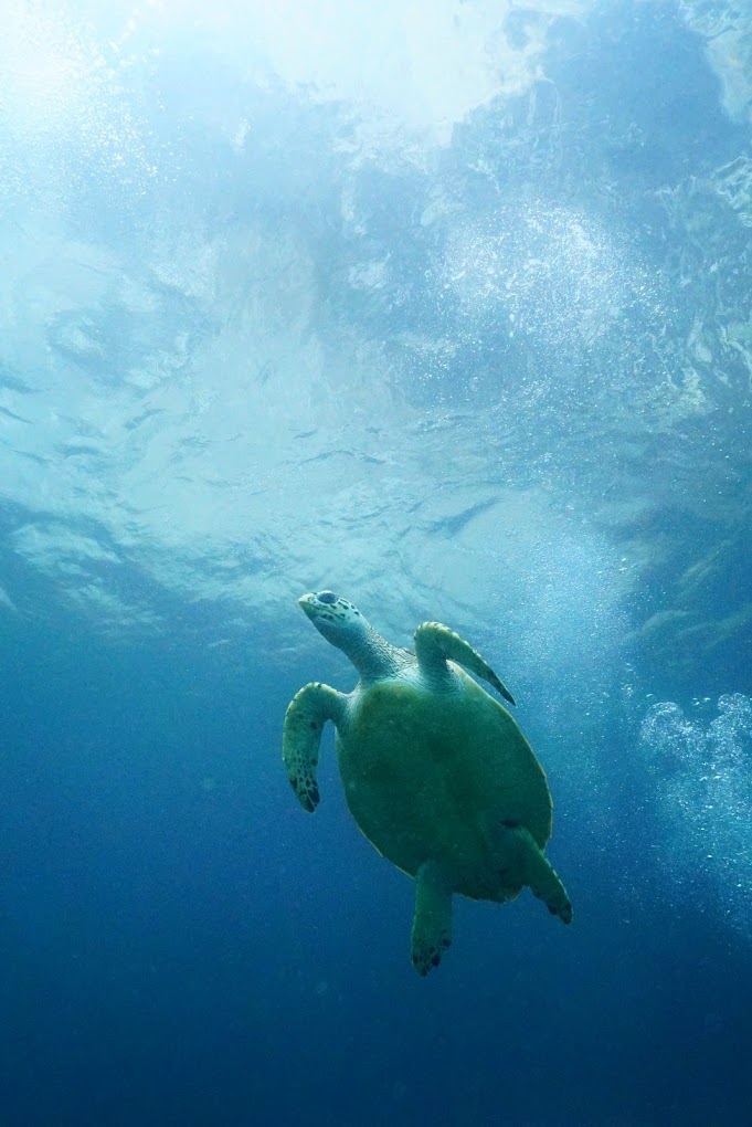 Mergulho de batismo em Phi Phi