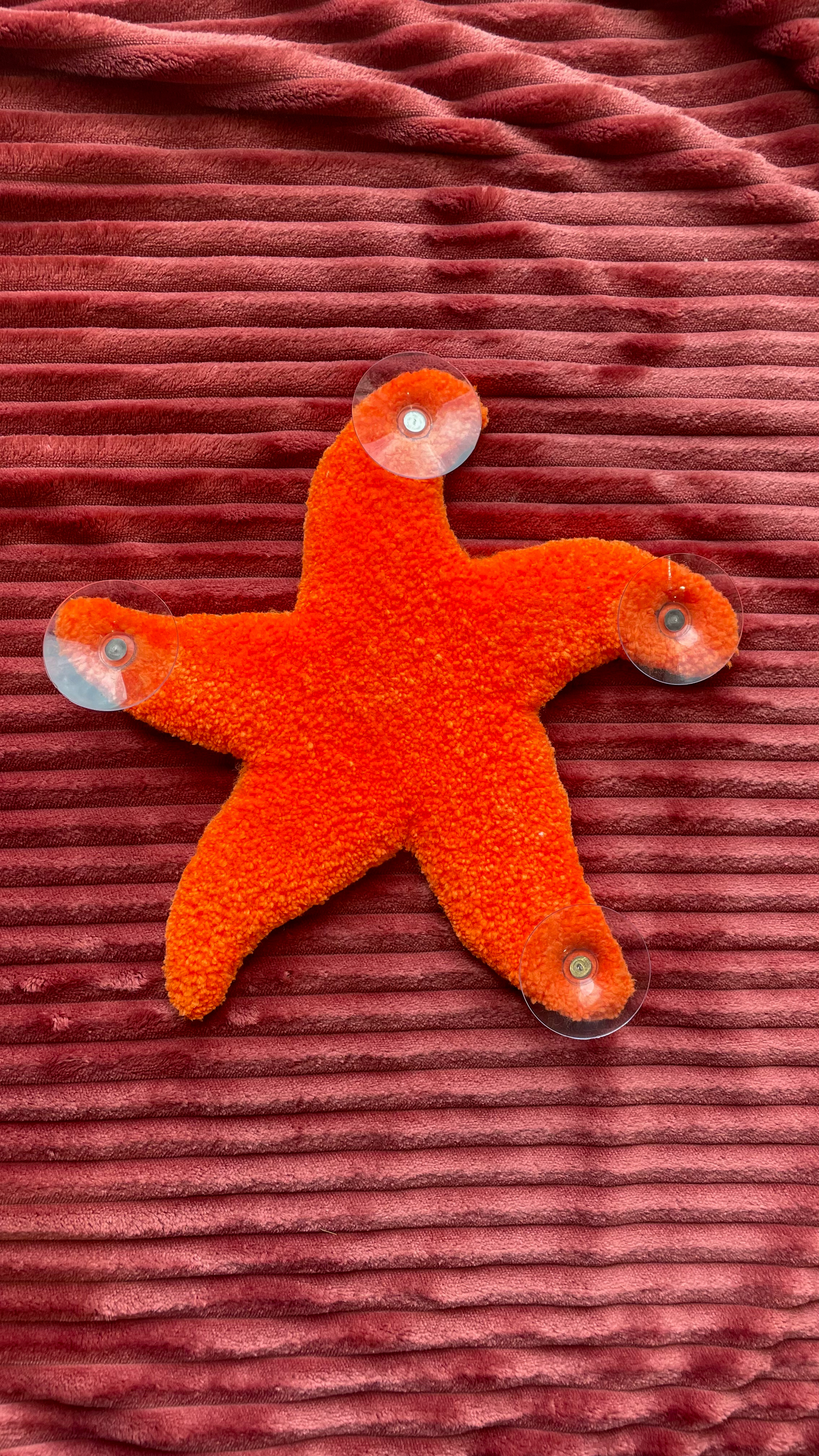 Étoile de mer ventouse