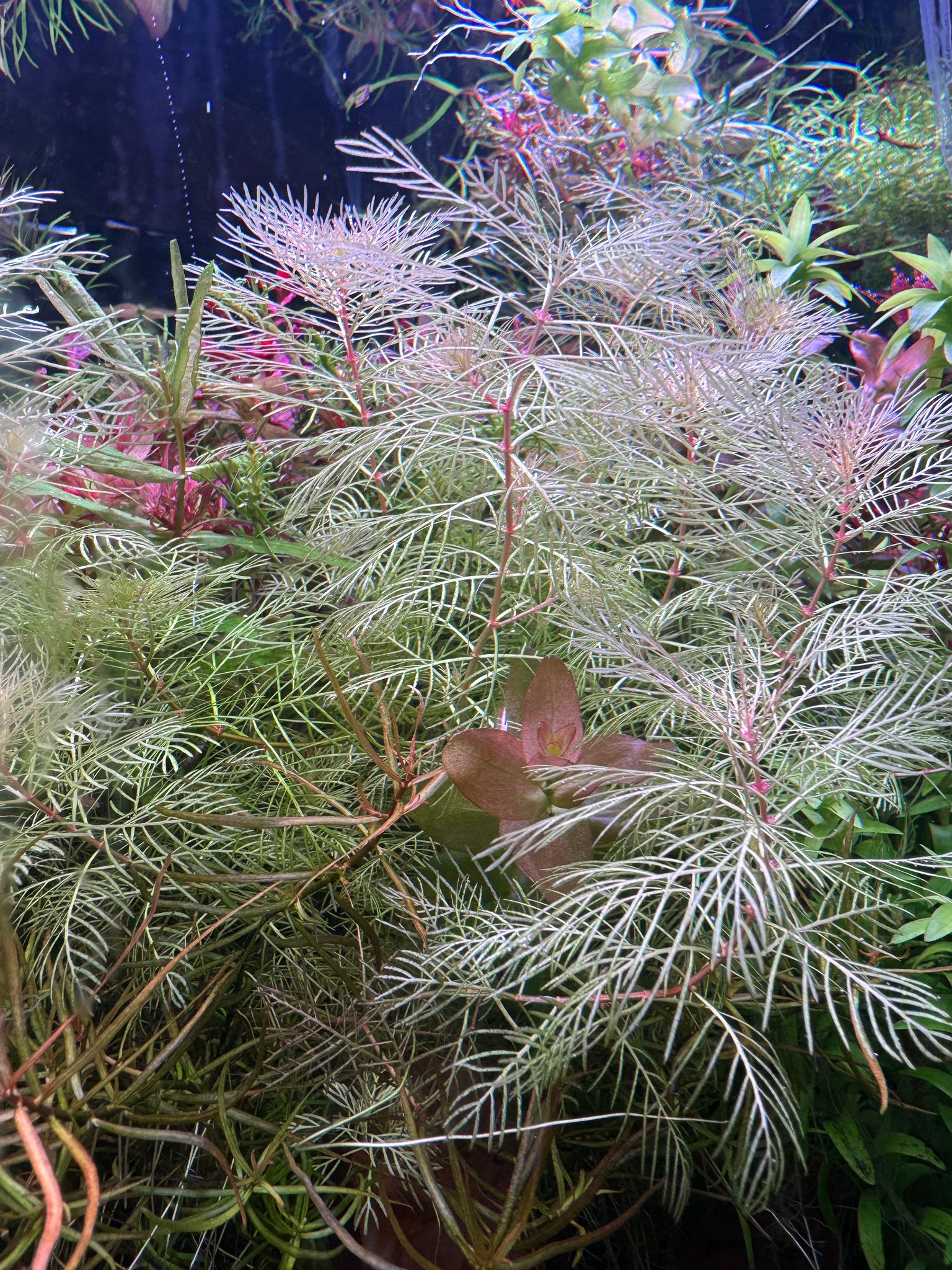 Myriophyllum Mattogrossense Golden 
