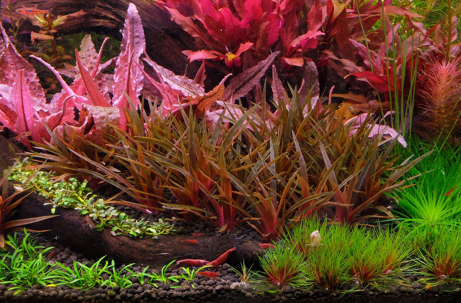 2hr Aquarist APT e