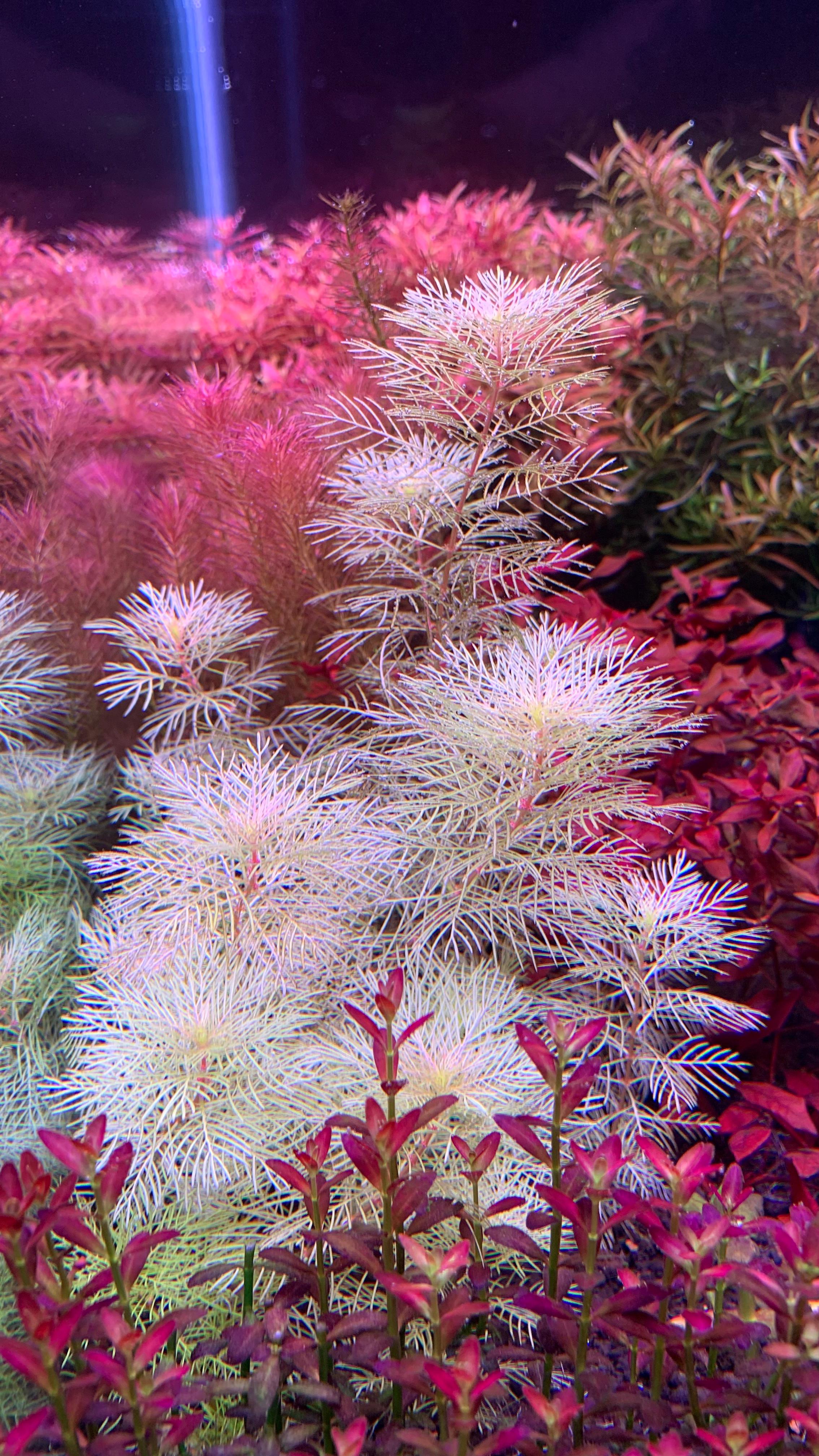 Myriophyllum Mattogrossense Golden 