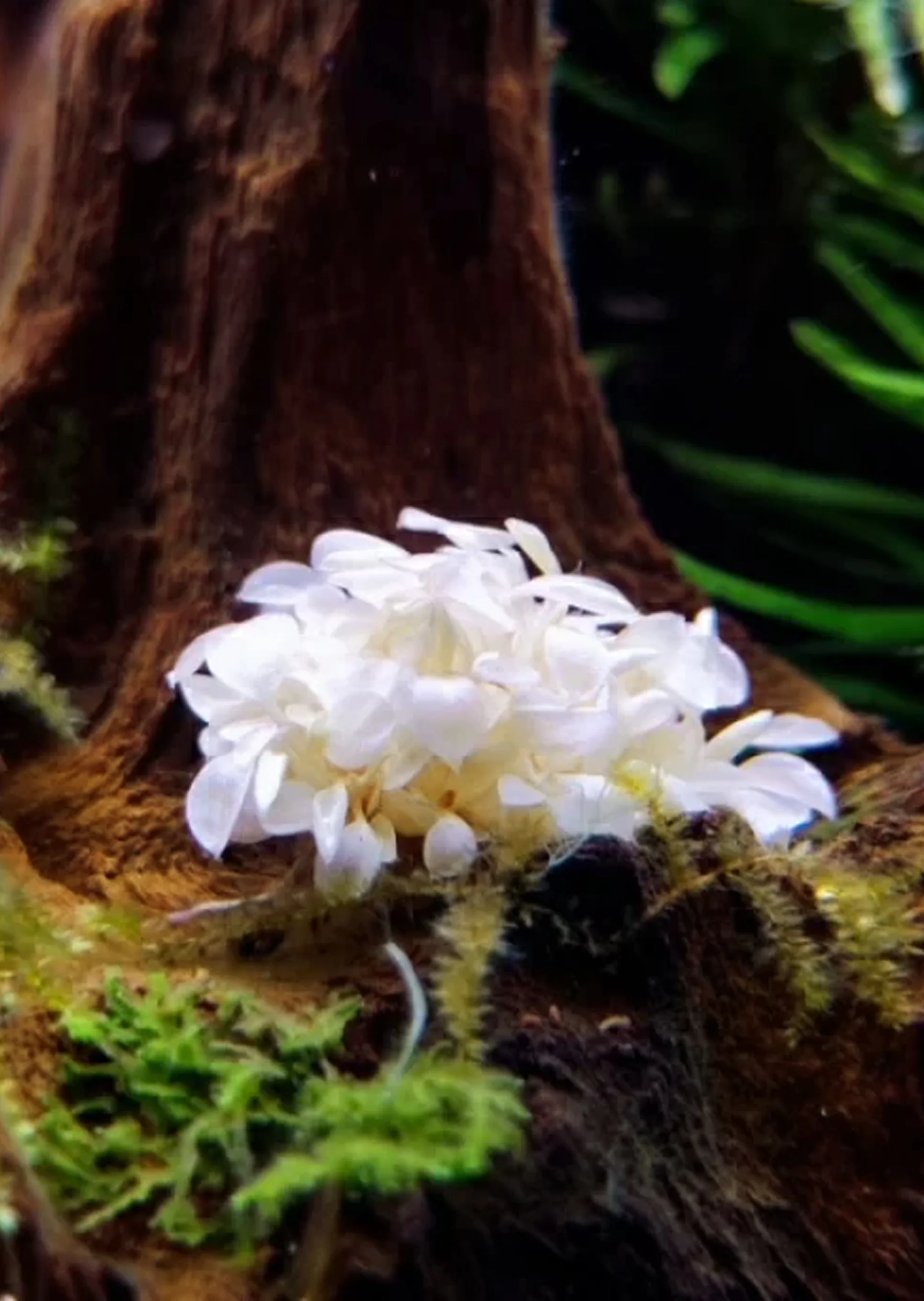 BUCEPHALANDRA SP WHITE (INVITRO CUP)