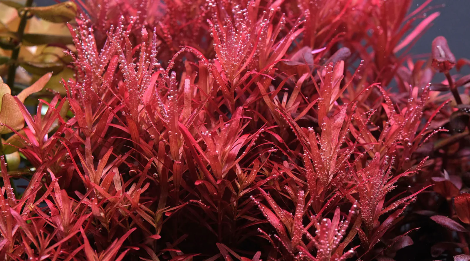 ROTALA NARROW LEAF RED
