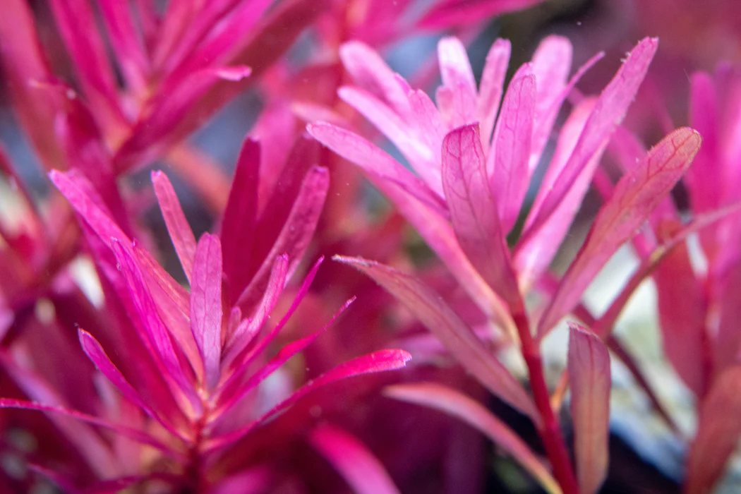 ROTALA NARROW LEAF RED