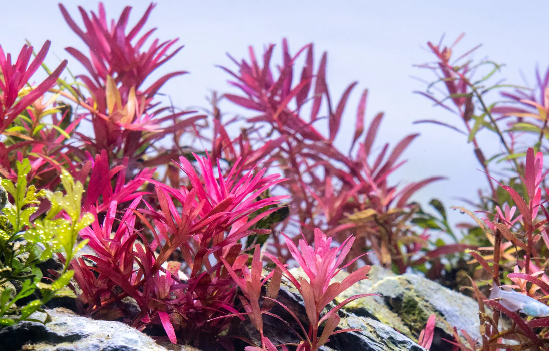 ROTALA NARROW LEAF RED