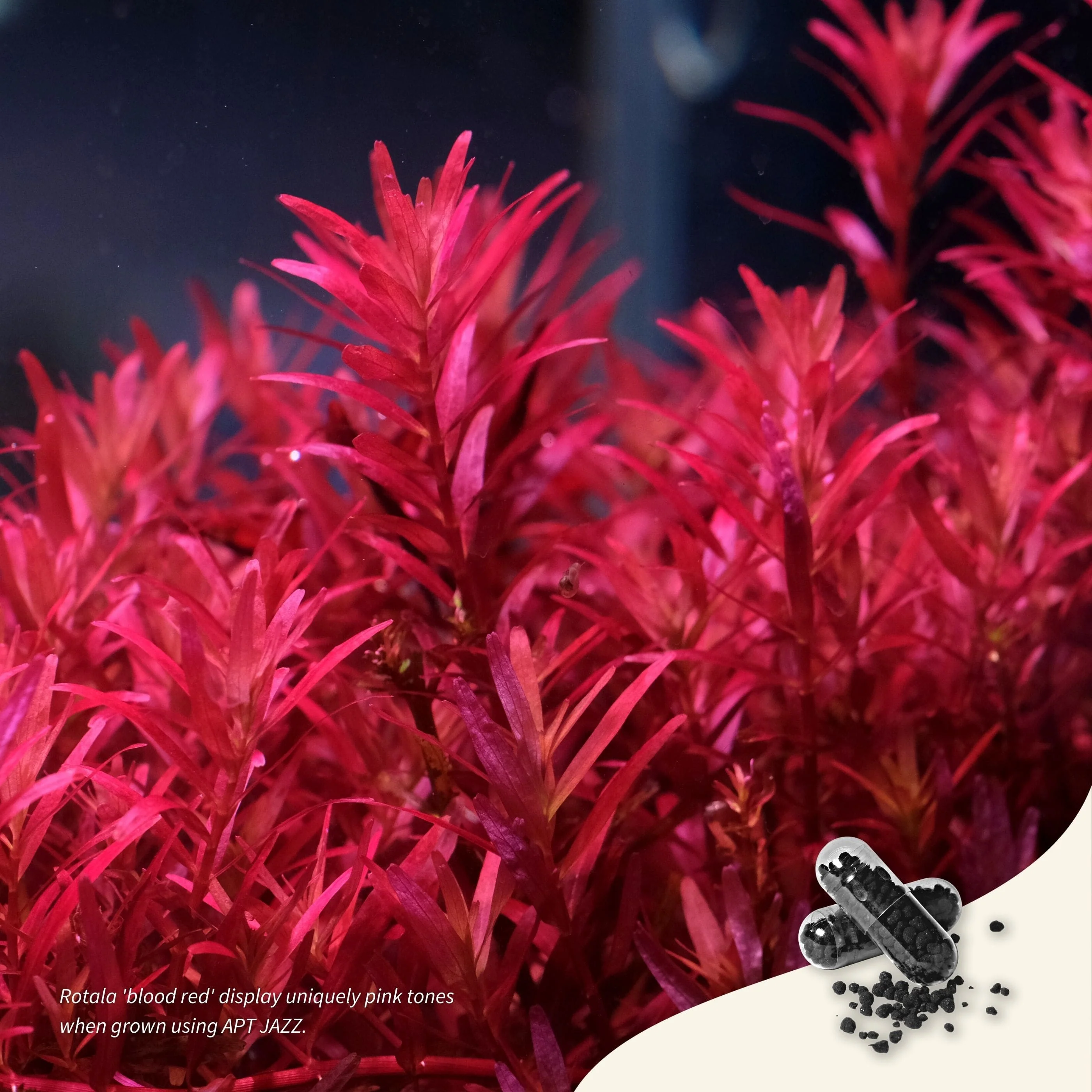 ROTALA NARROW LEAF RED
