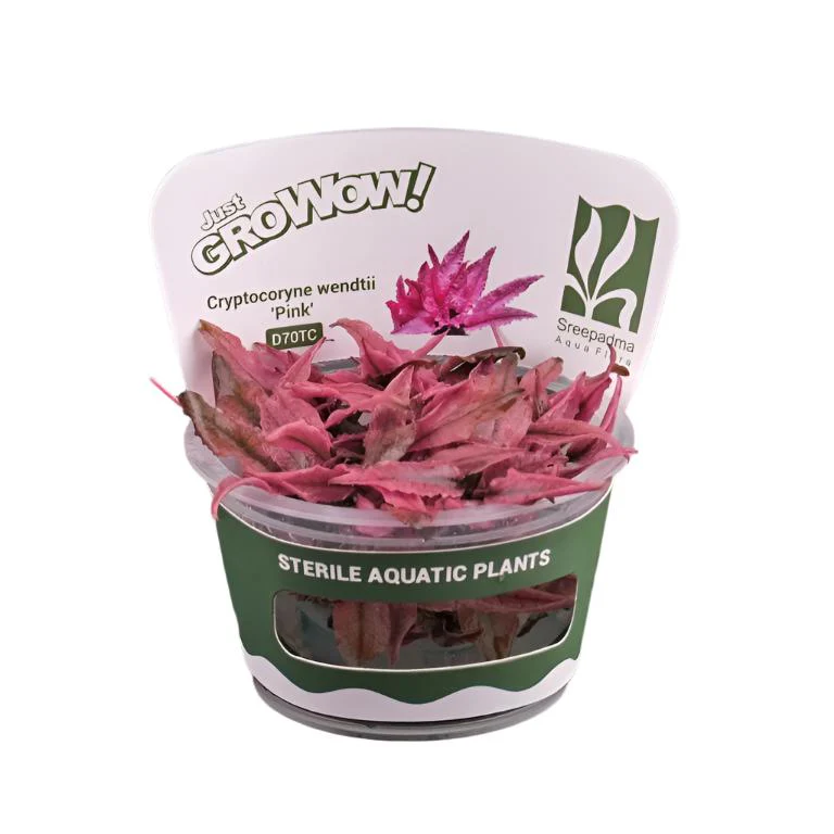 CRYPTOCORYNE WENDTII PINK (INVITRO CUP)