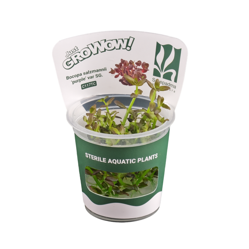 Bacopa salzmannii ‘Purple’ var SG