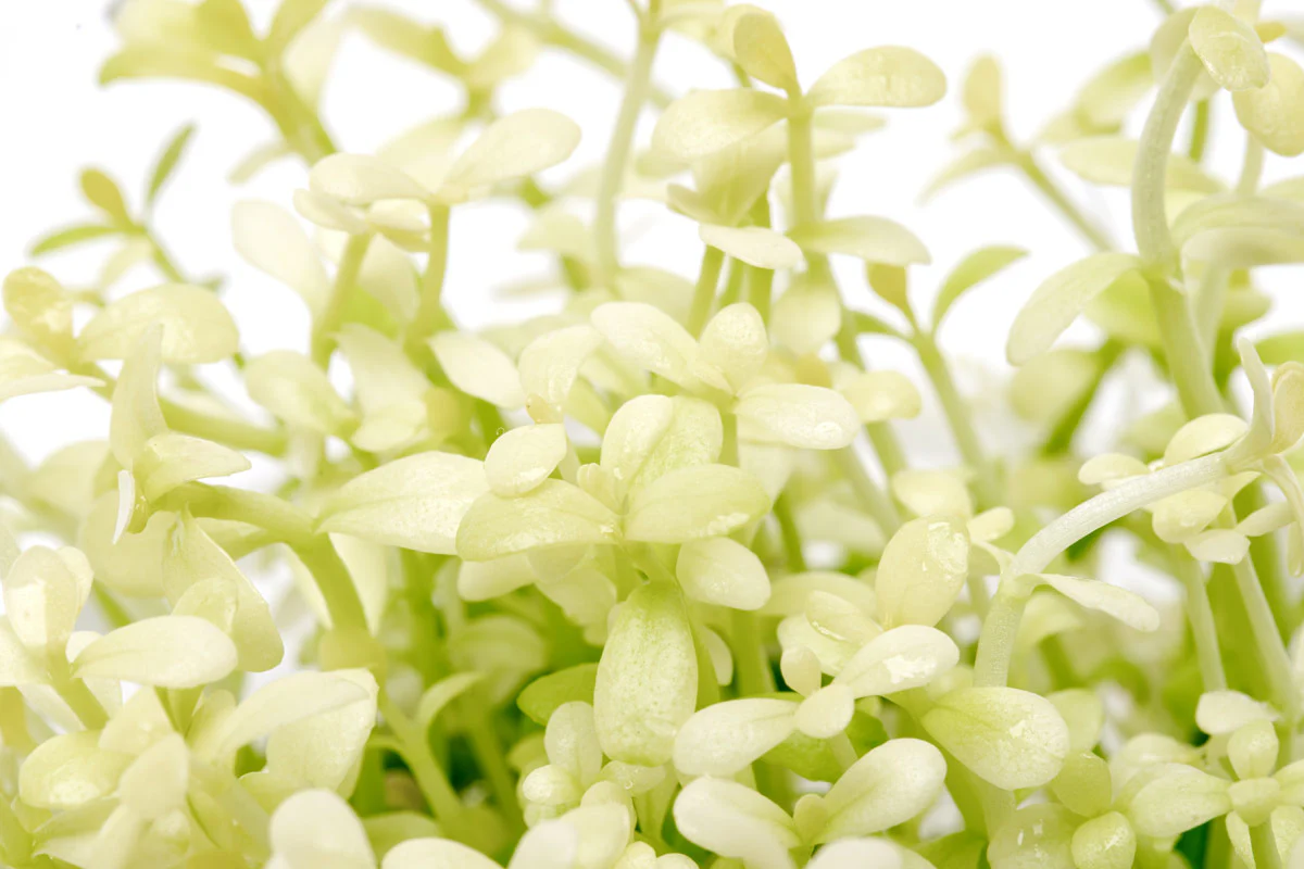 Bacopa monnieri ‘Platinum"