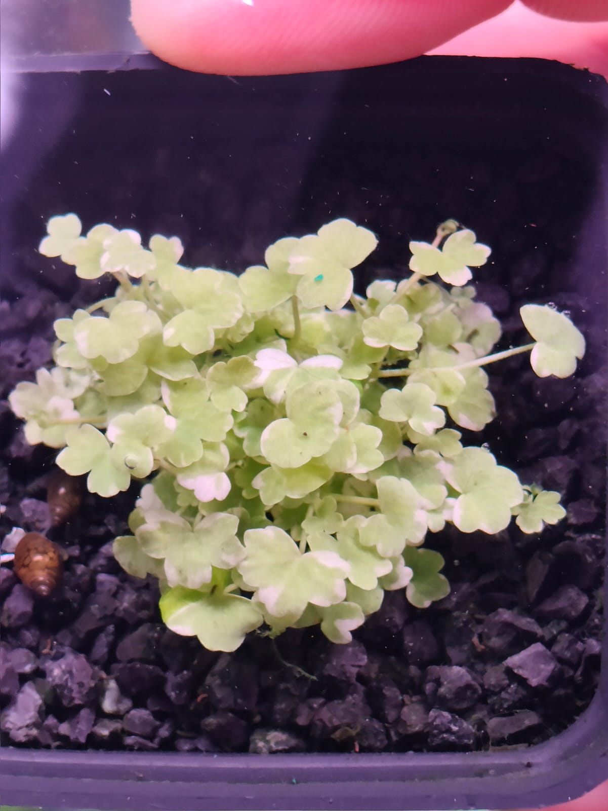 Hydrocotyle tripartita ‘Mini variegated’